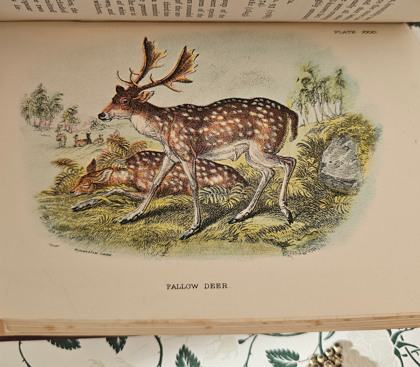 1896 Handbook to the British Mammalia by Richard Lydekker / 32 Excellent Colour Plates / Good Condition / Edward Lloyd Ltd, London