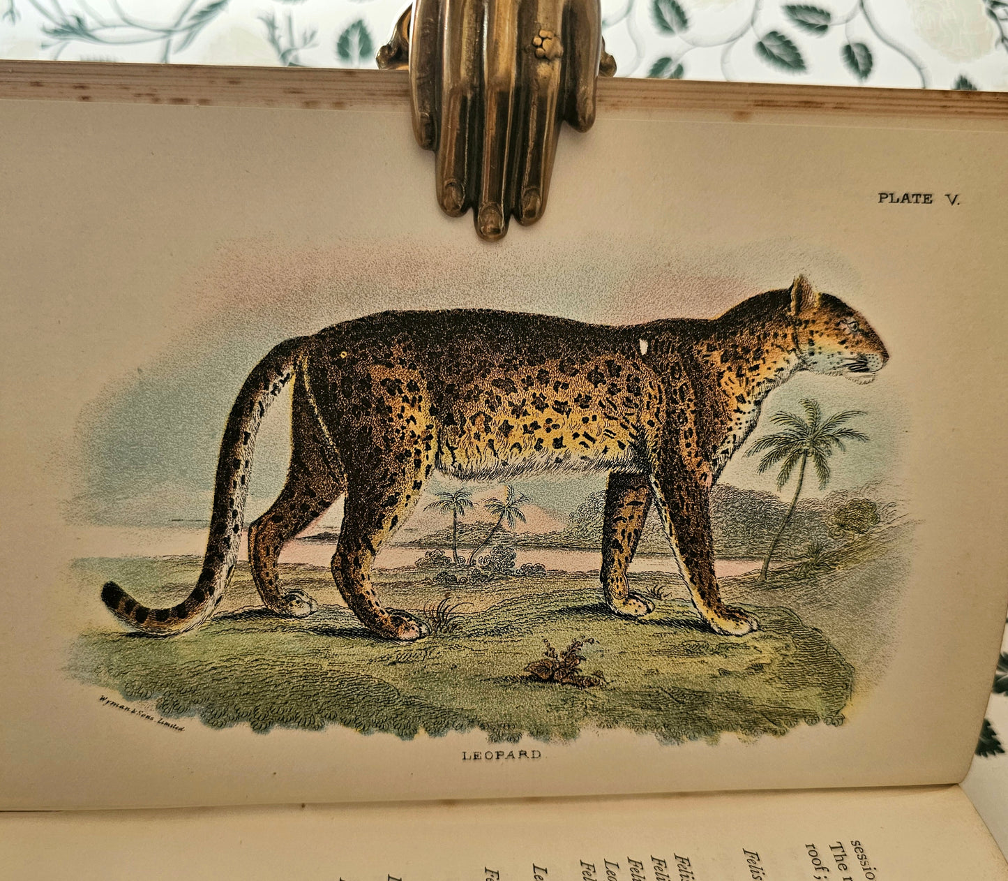 1896 Handbook to the Carnivora-Cats, Civets and Mungooses by Richard Lydekker / 32 Excellent Colour Plates / Good Condition / Lloyd, London