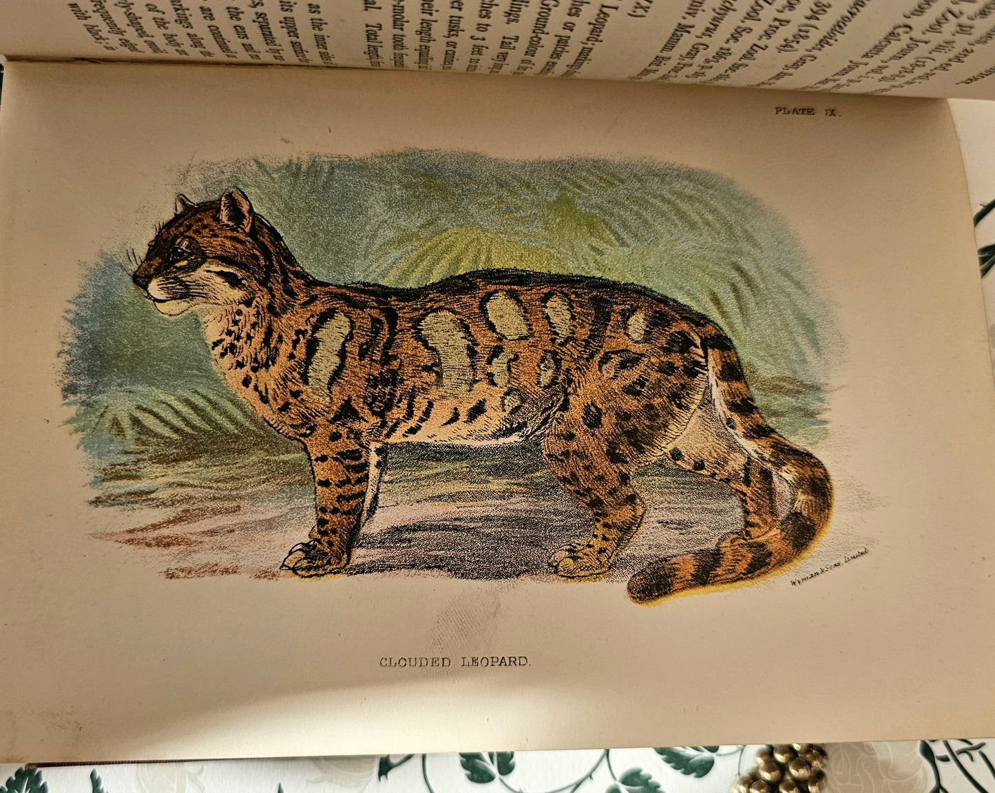 1896 Handbook to the Carnivora-Cats, Civets and Mungooses by Richard Lydekker / 32 Excellent Colour Plates / Good Condition / Lloyd, London