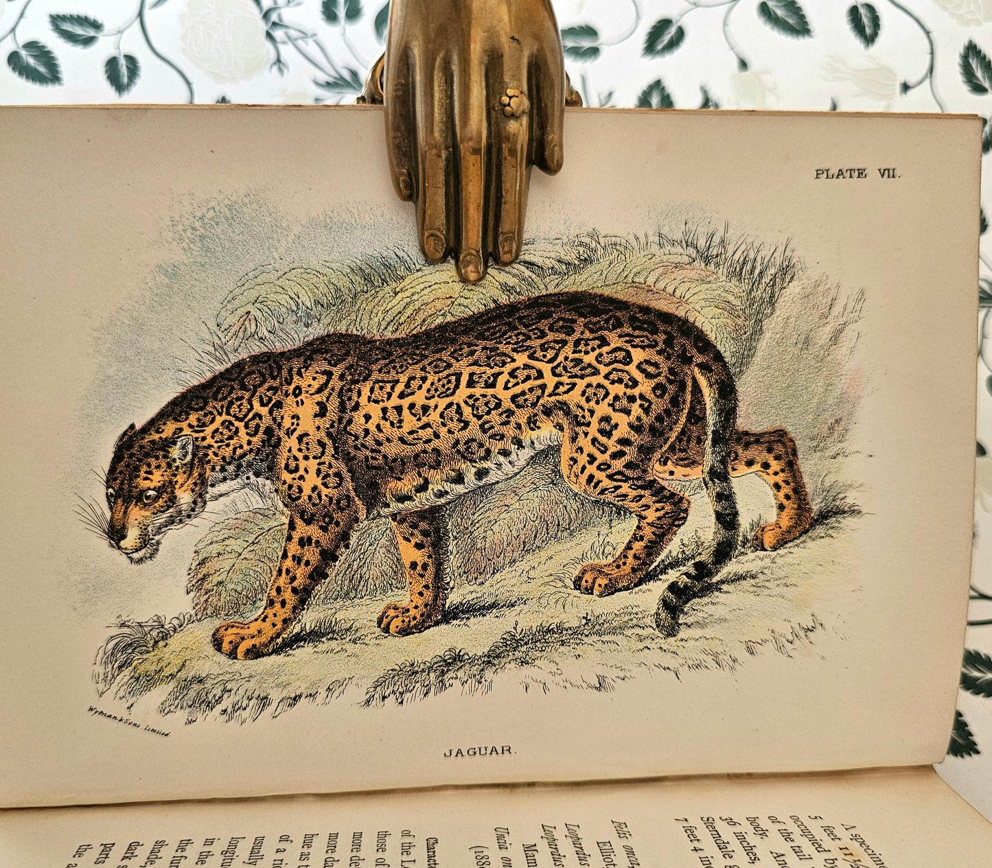 1896 Handbook to the Carnivora-Cats, Civets and Mungooses by Richard Lydekker / 32 Excellent Colour Plates / Good Condition / Lloyd, London