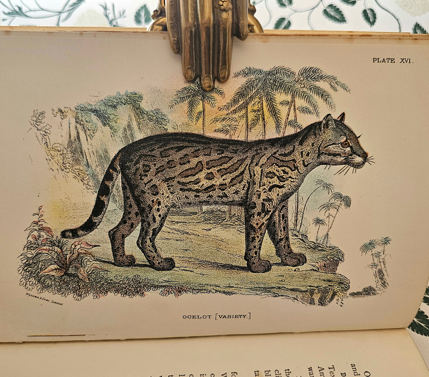 1896 Handbook to the Carnivora-Cats, Civets and Mungooses by Richard Lydekker / 32 Excellent Colour Plates / Good Condition / Lloyd, London