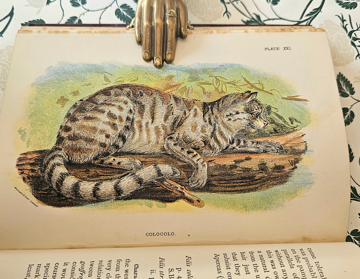 1896 Handbook to the Carnivora-Cats, Civets and Mungooses by Richard Lydekker / 32 Excellent Colour Plates / Good Condition / Lloyd, London