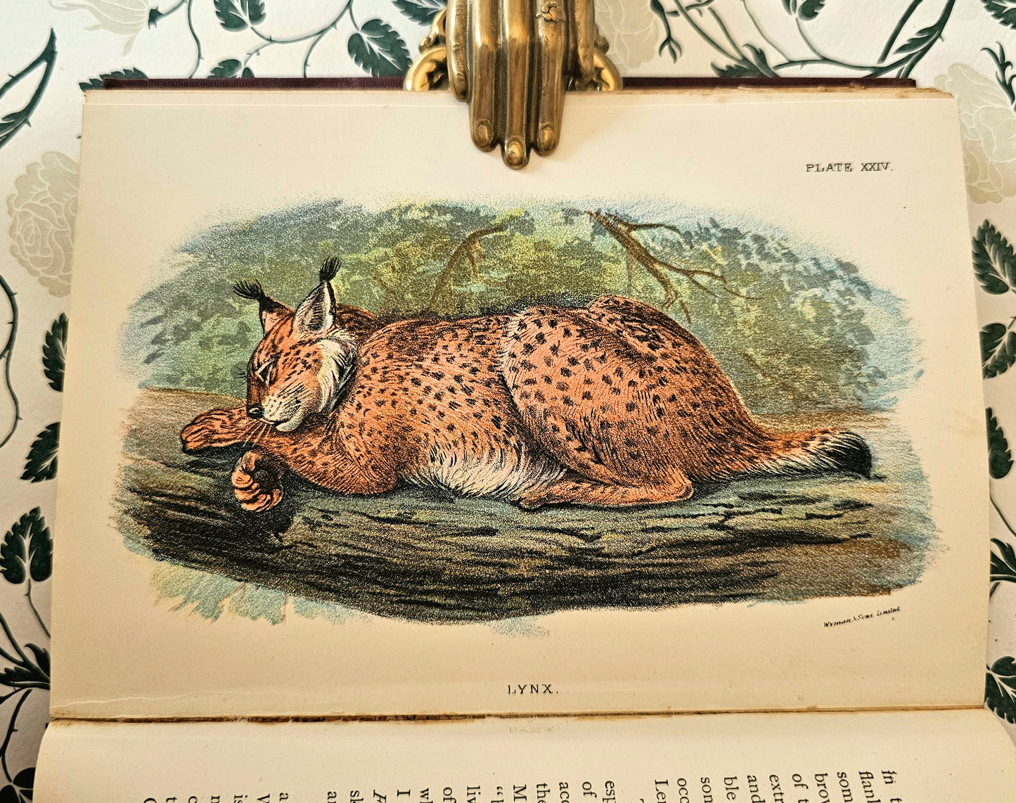 1896 Handbook to the Carnivora-Cats, Civets and Mungooses by Richard Lydekker / 32 Excellent Colour Plates / Good Condition / Lloyd, London