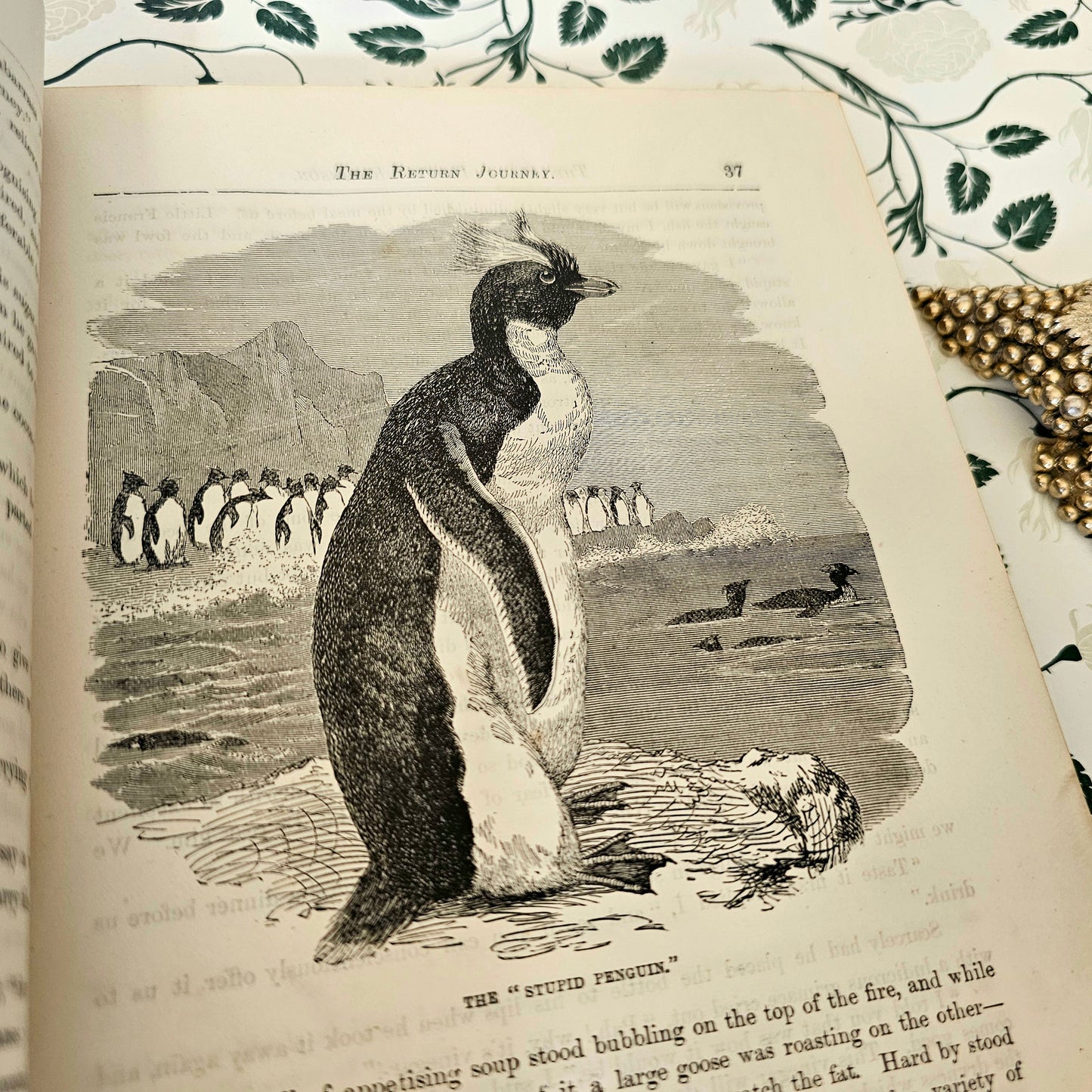 c1897 Swiss Family Robinson / Cassell & Company, London / Decorative Boards / Richly Illustrated Throughout With Engravings / Good Condition