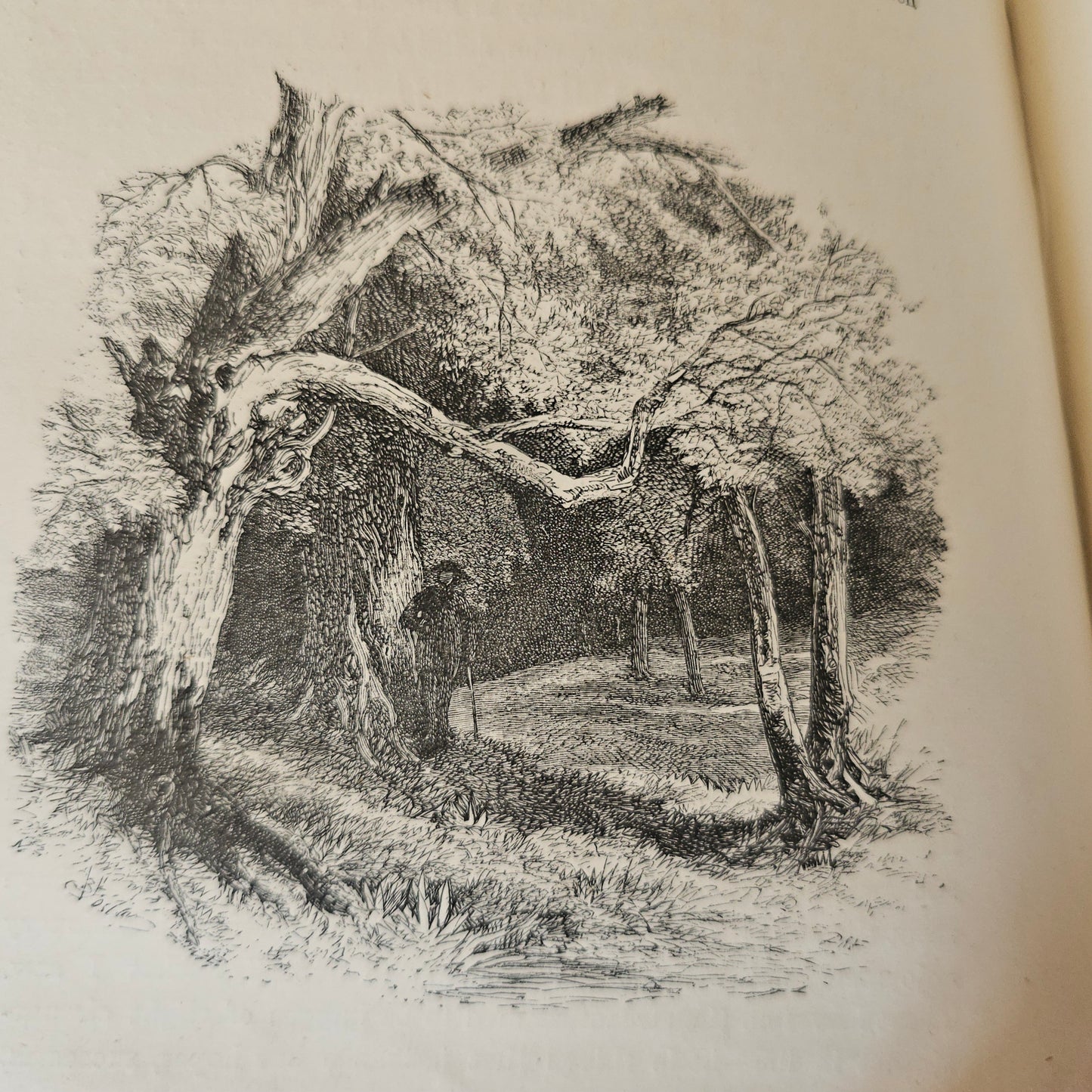 1880 Summer Time in the Country By Rev Willmott / Excellent Condition / Richly Illustrated With Engravings / Beautiful Binding / Gilt Edges