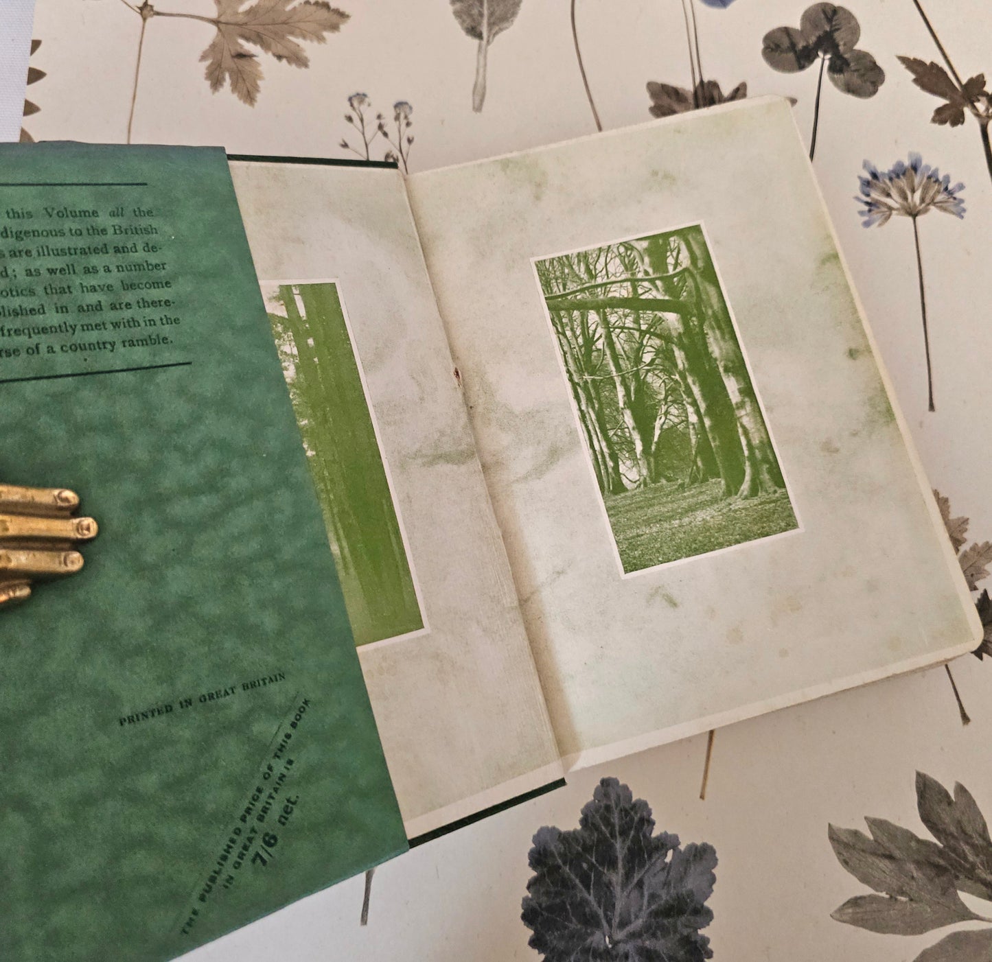 1940 Wayside and Woodland Trees by Edward Step / 24 Colour Plates