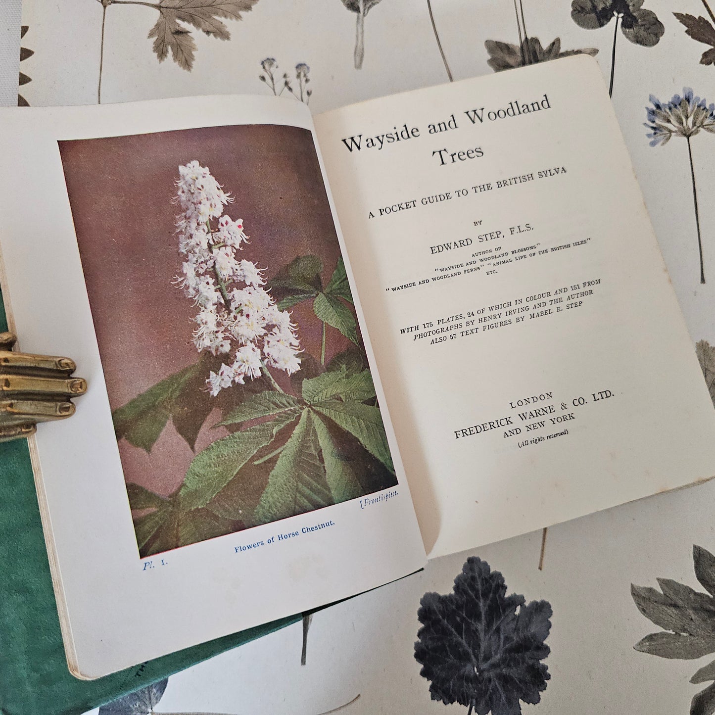 1940 Wayside and Woodland Trees by Edward Step / 24 Colour Plates