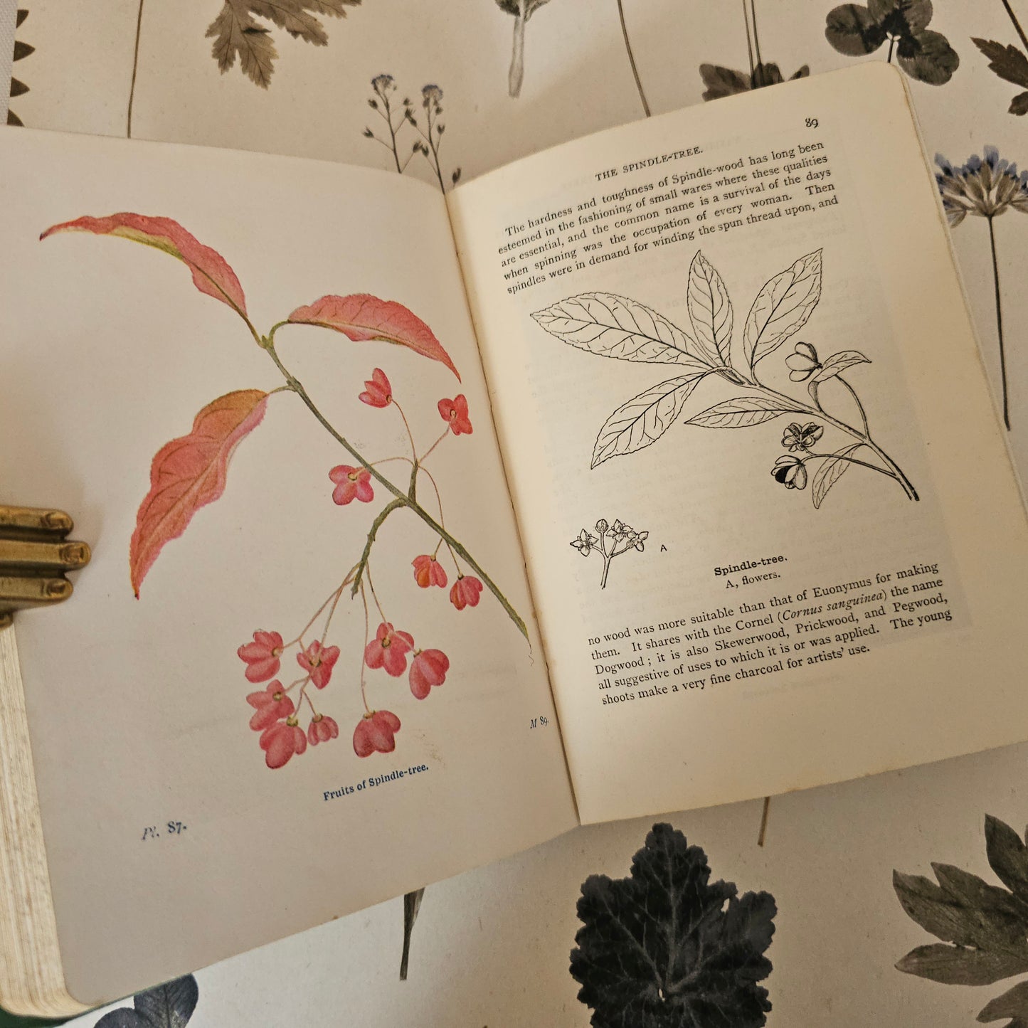 1940 Wayside and Woodland Trees by Edward Step / 24 Colour Plates