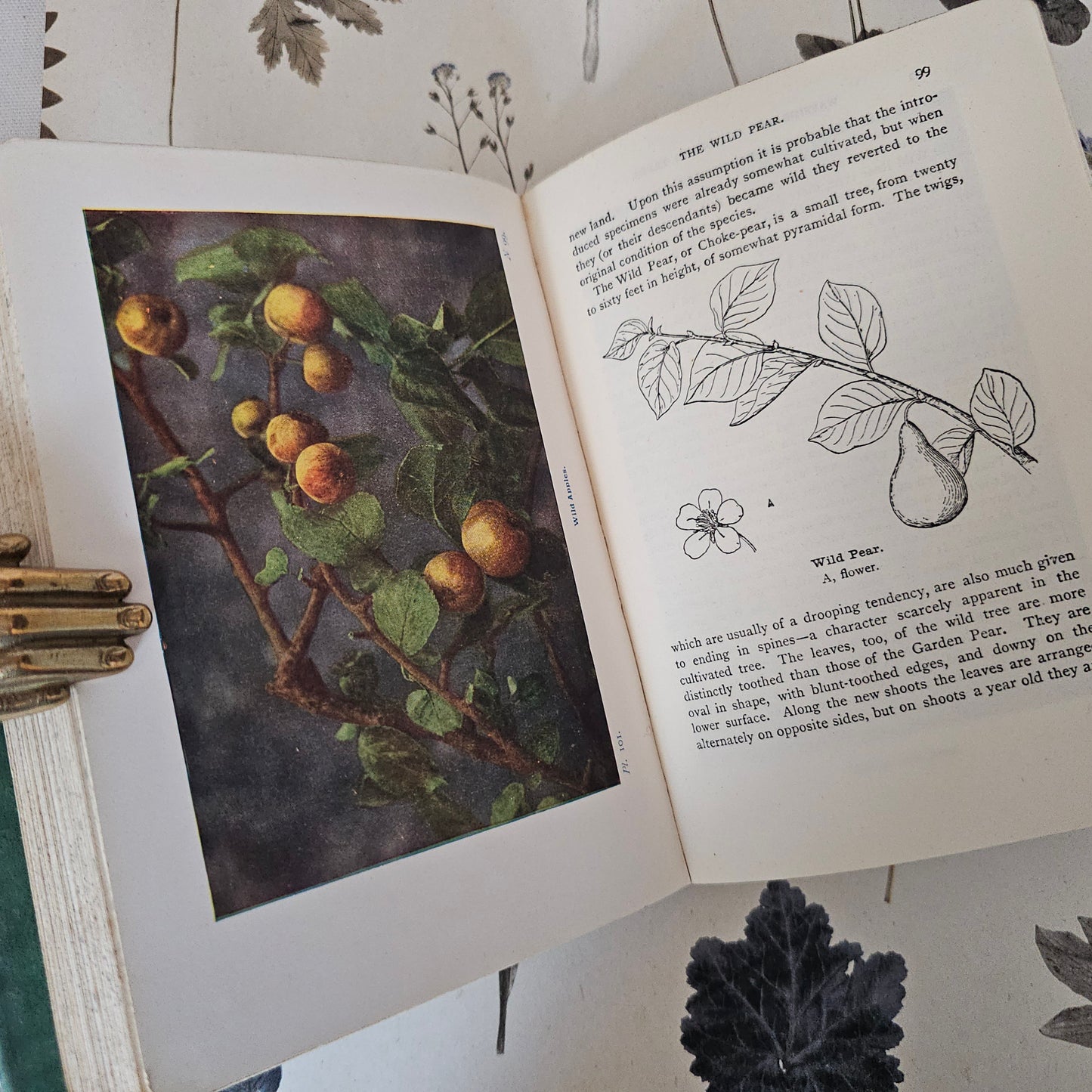 1940 Wayside and Woodland Trees by Edward Step / 24 Colour Plates