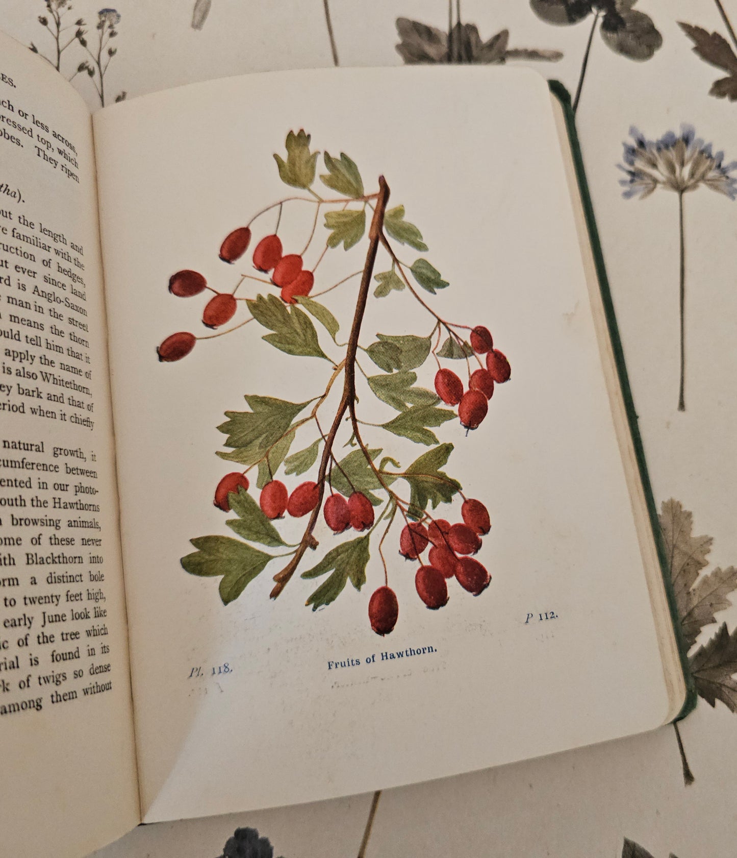 1940 Wayside and Woodland Trees by Edward Step / 24 Colour Plates