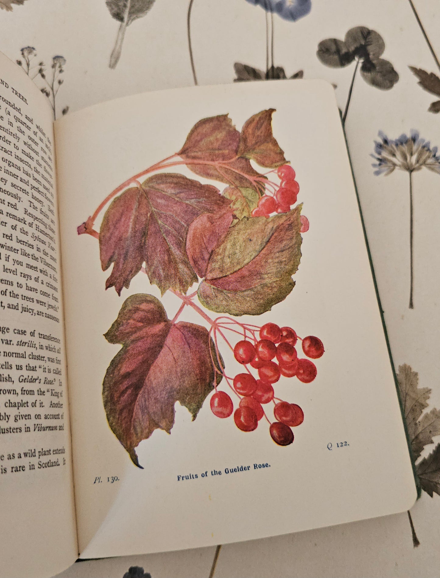 1940 Wayside and Woodland Trees by Edward Step / 24 Colour Plates