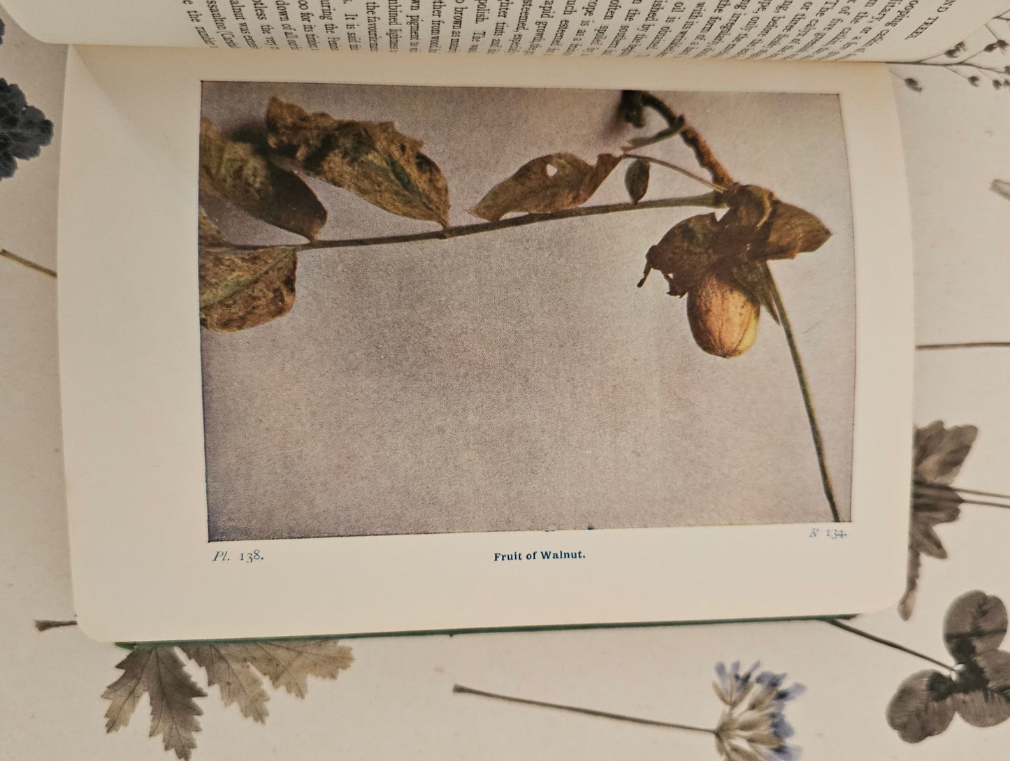 1940 Wayside and Woodland Trees by Edward Step / 24 Colour Plates