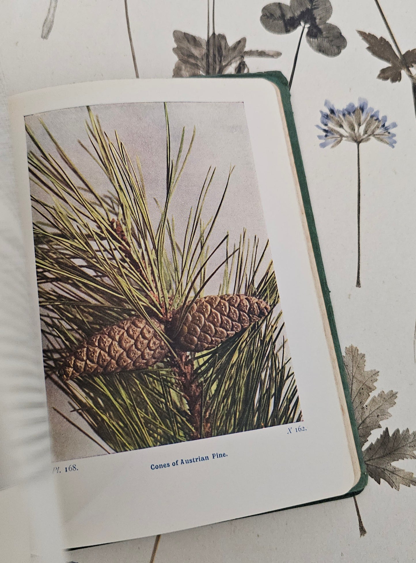 1940 Wayside and Woodland Trees by Edward Step / 24 Colour Plates