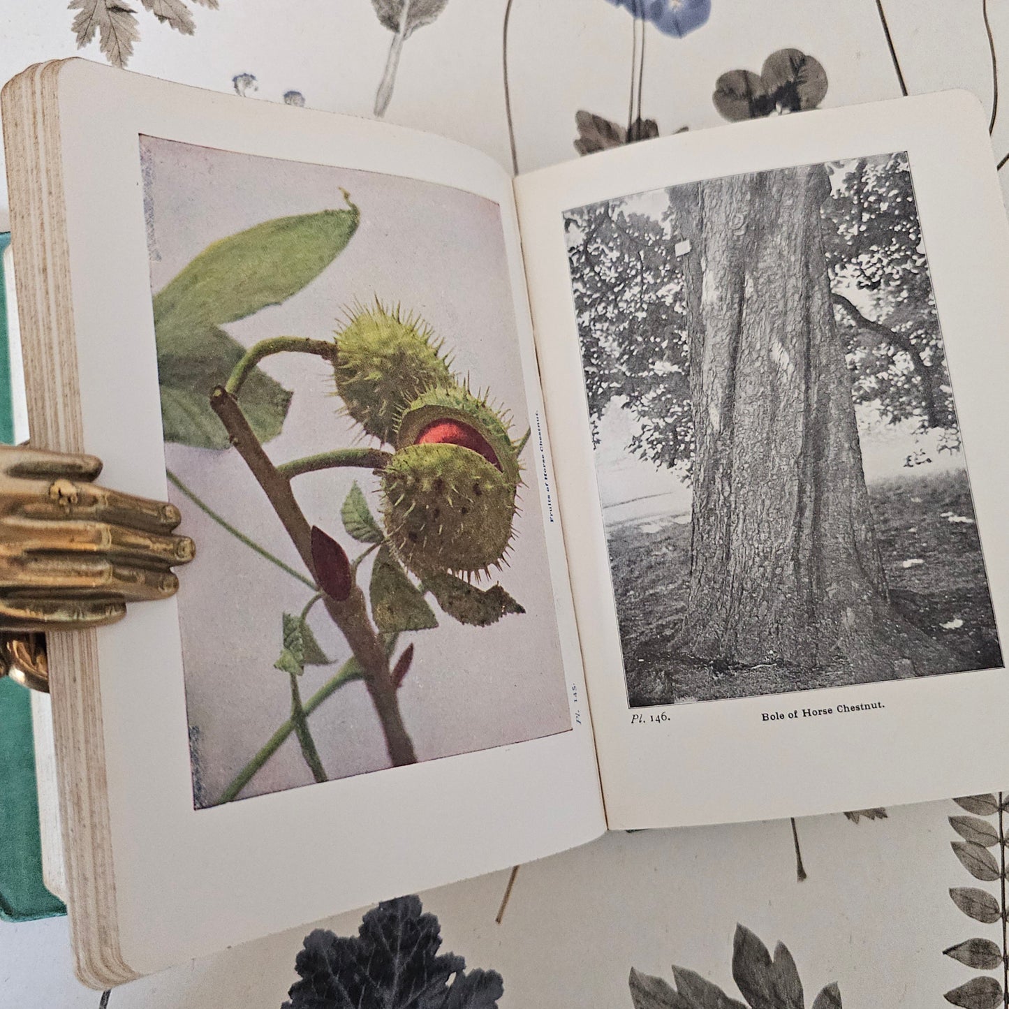 1940 Wayside and Woodland Trees by Edward Step / 24 Colour Plates