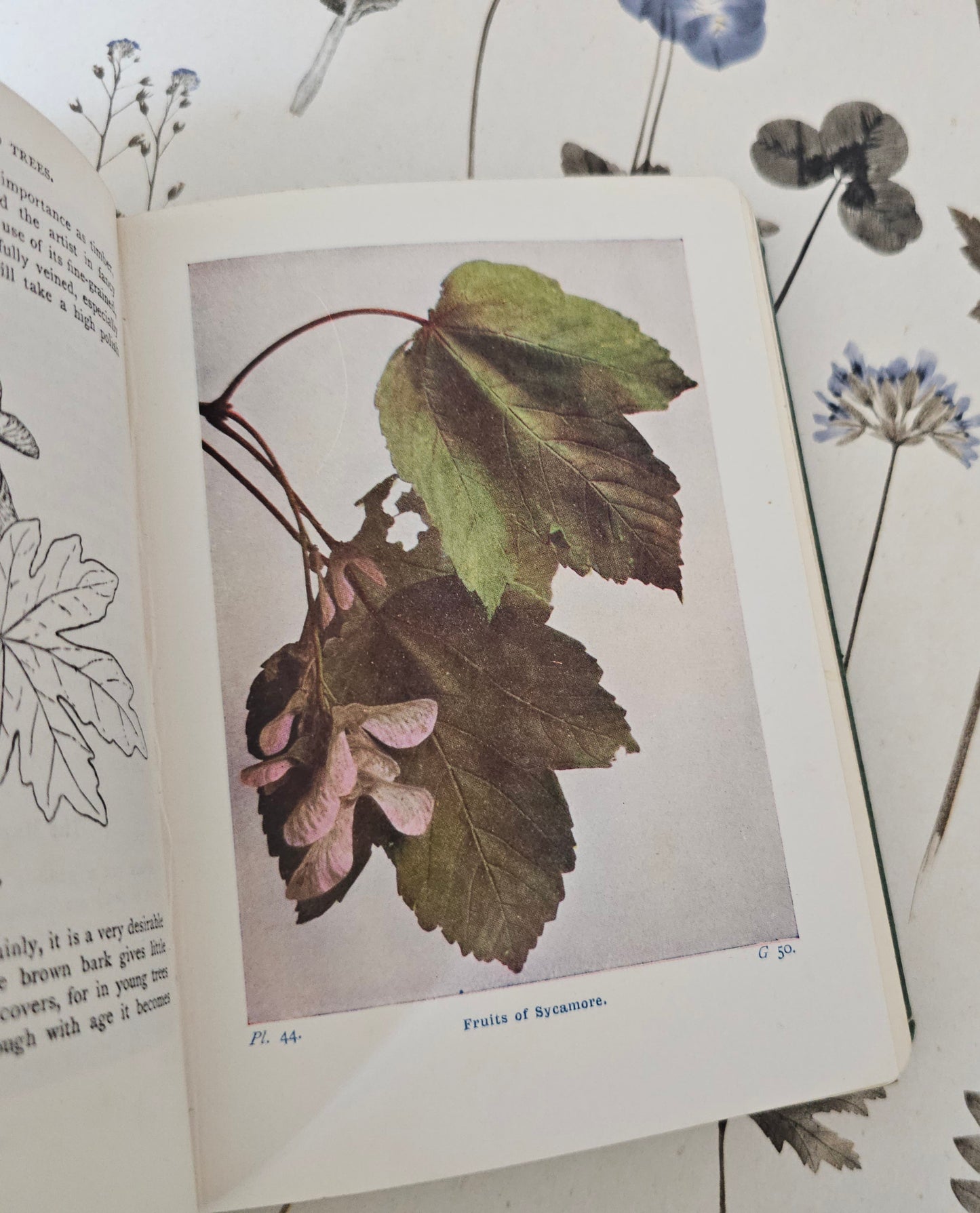 1940 Wayside and Woodland Trees by Edward Step / 24 Colour Plates