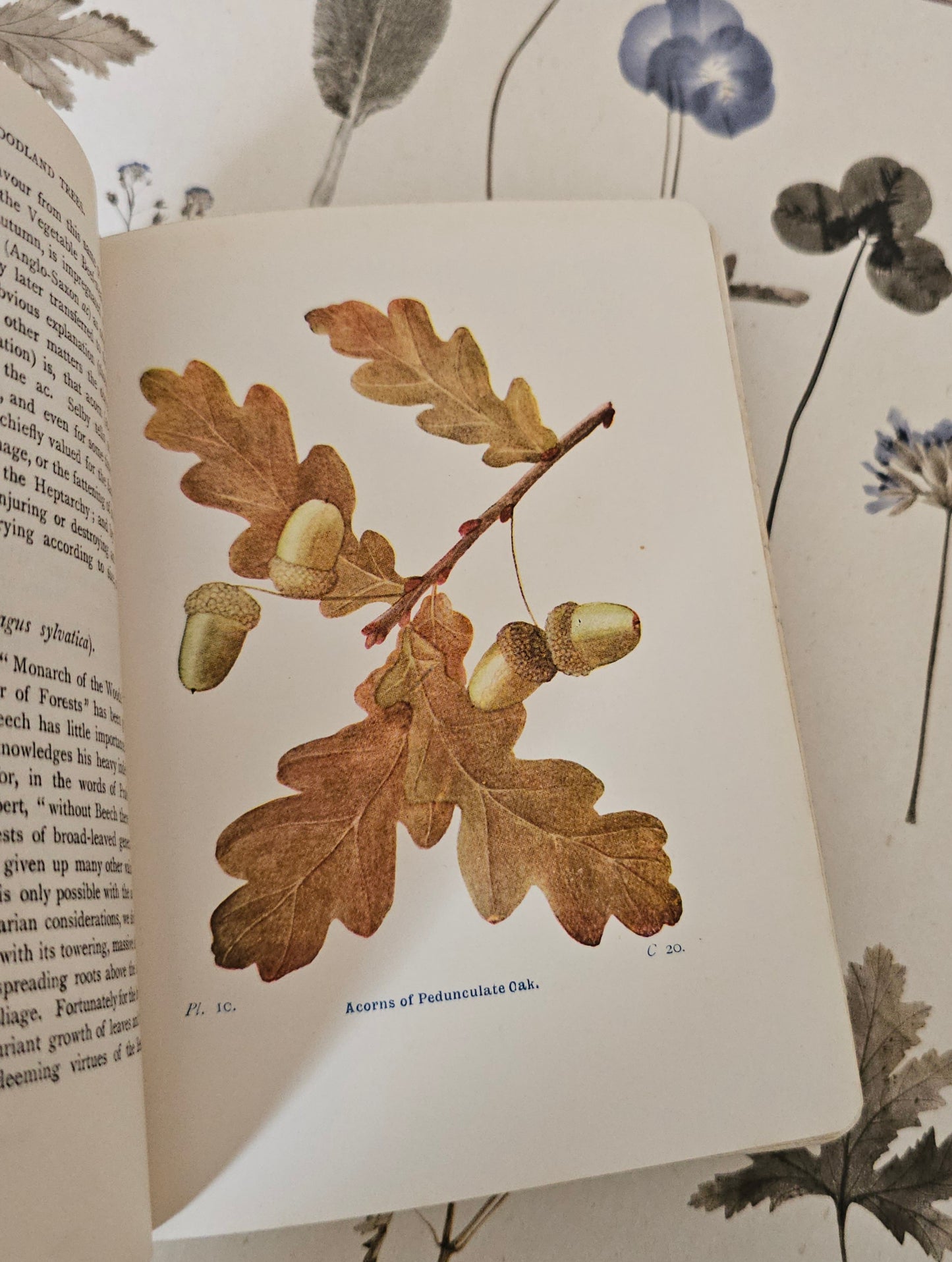 1940 Wayside and Woodland Trees by Edward Step / 24 Colour Plates