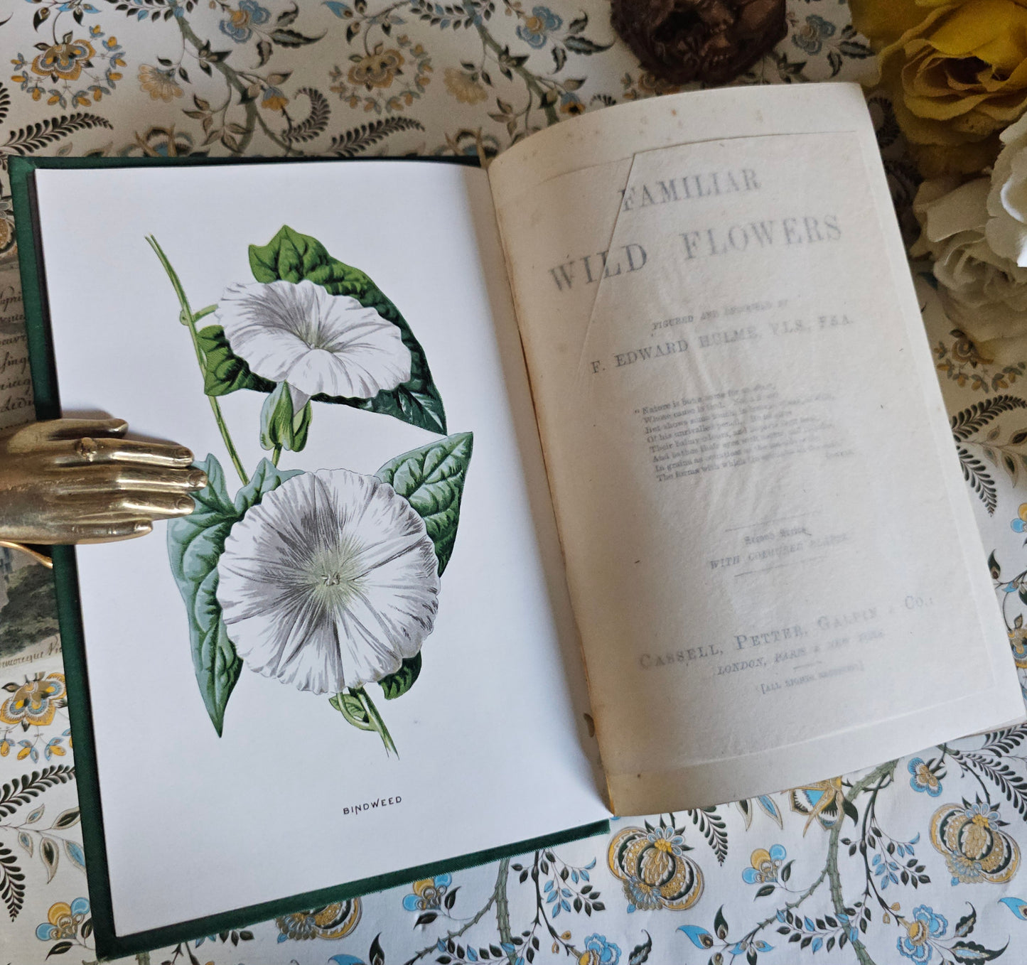 1883 Familiar Wild Flowers by Edward Hulme / Second Series / Richly Illustrated in Colour