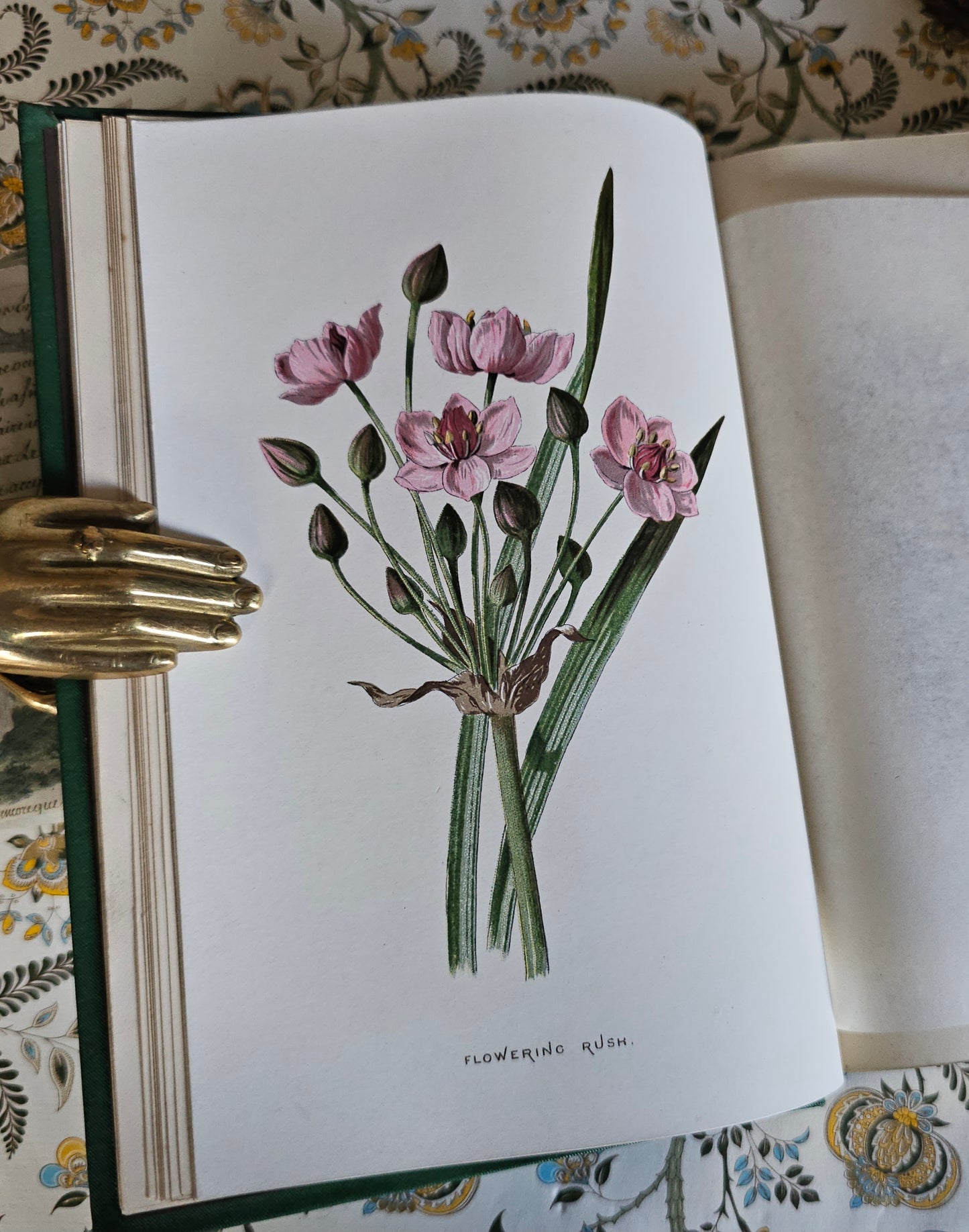 1883 Familiar Wild Flowers by Edward Hulme / Second Series / Richly Illustrated in Colour