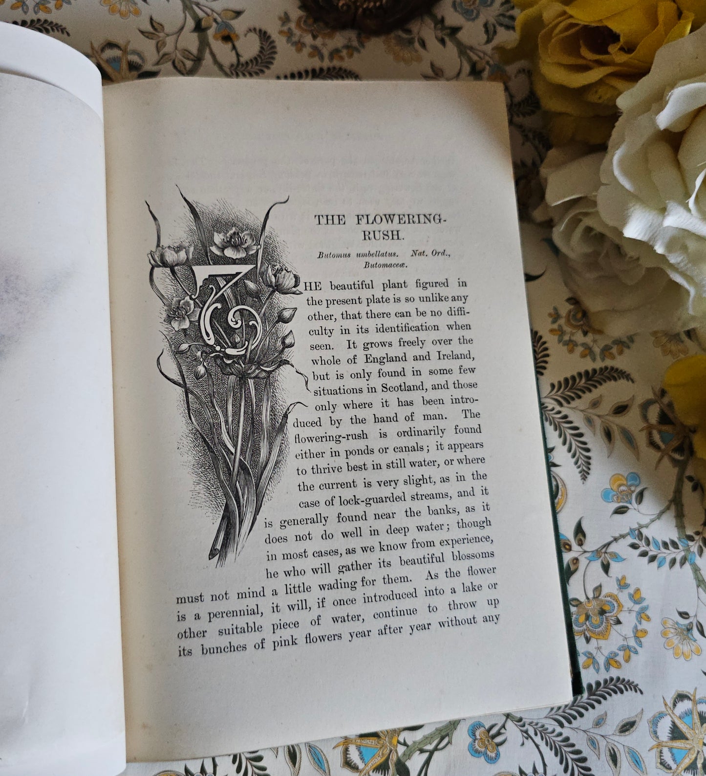 1883 Familiar Wild Flowers by Edward Hulme / Second Series / Richly Illustrated in Colour