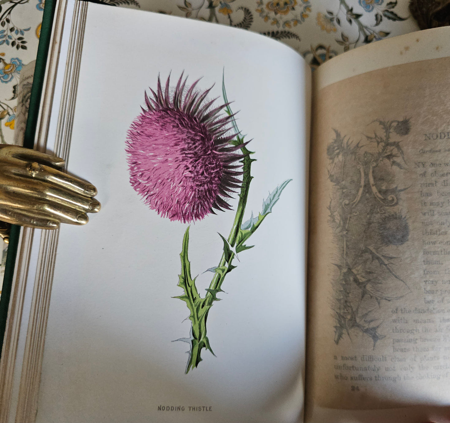 1883 Familiar Wild Flowers by Edward Hulme / Second Series / Richly Illustrated in Colour