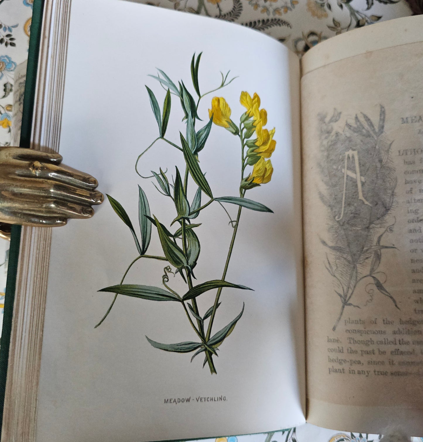 1883 Familiar Wild Flowers by Edward Hulme / Second Series / Richly Illustrated in Colour