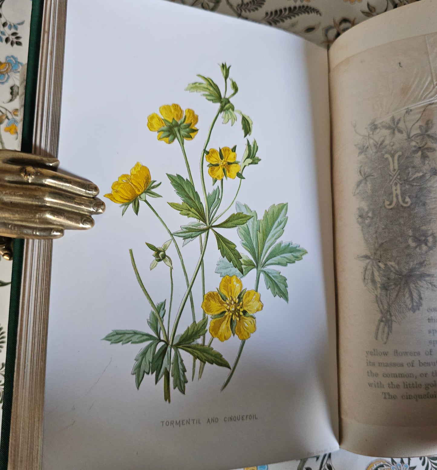 1883 Familiar Wild Flowers by Edward Hulme / Second Series / Richly Illustrated in Colour