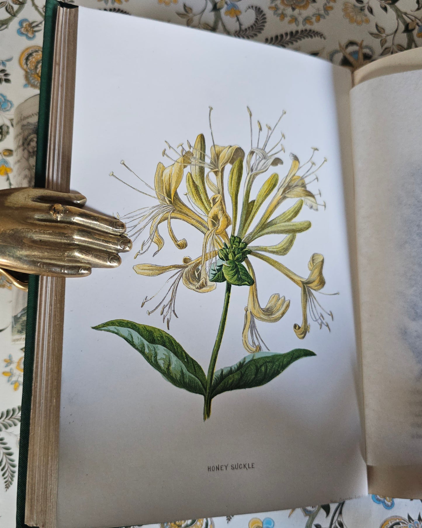 1883 Familiar Wild Flowers by Edward Hulme / Second Series / Richly Illustrated in Colour