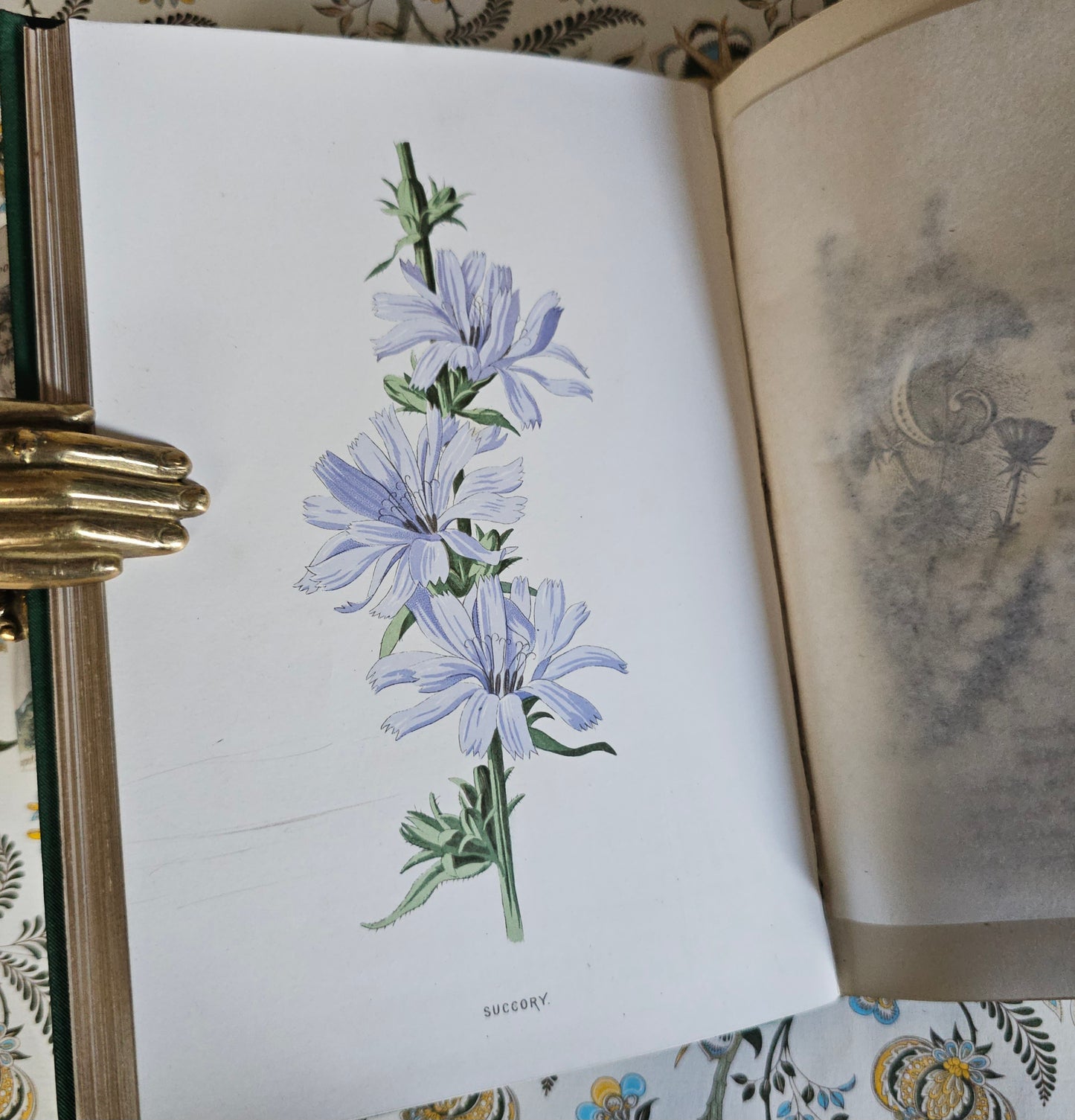 1883 Familiar Wild Flowers by Edward Hulme / Second Series / Richly Illustrated in Colour