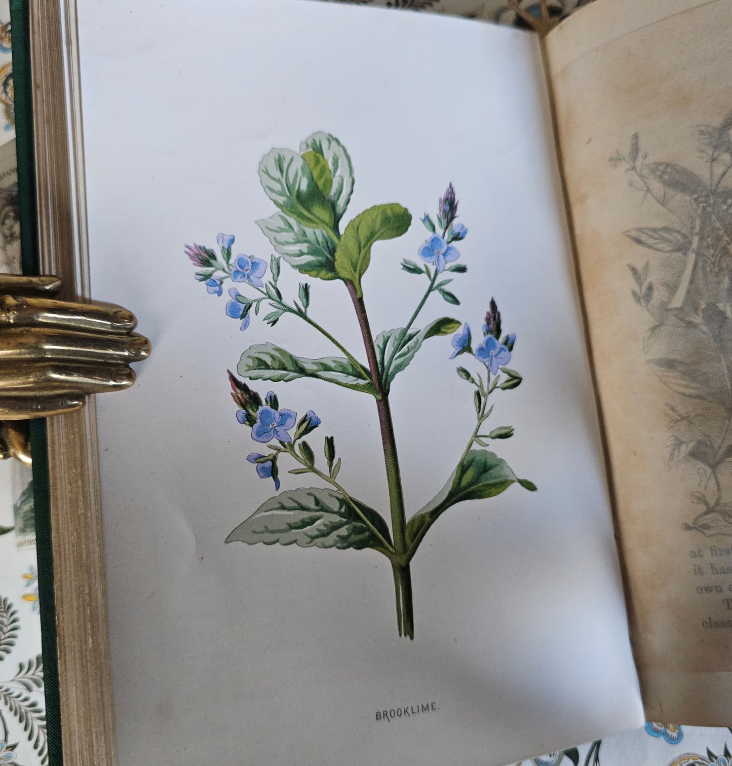 1883 Familiar Wild Flowers by Edward Hulme / Second Series / Richly Illustrated in Colour