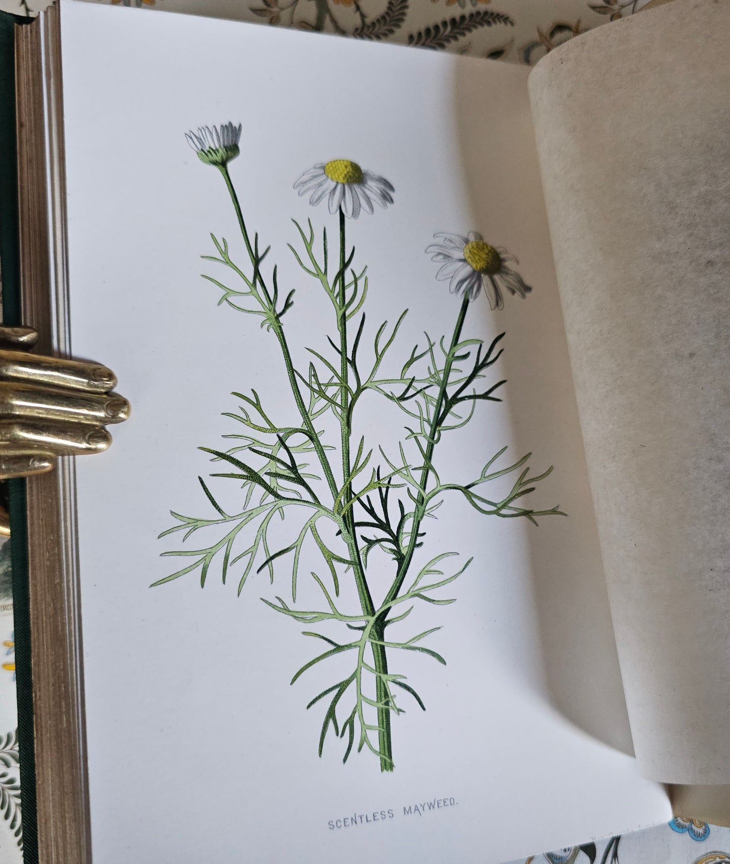 1883 Familiar Wild Flowers by Edward Hulme / Second Series / Richly Illustrated in Colour