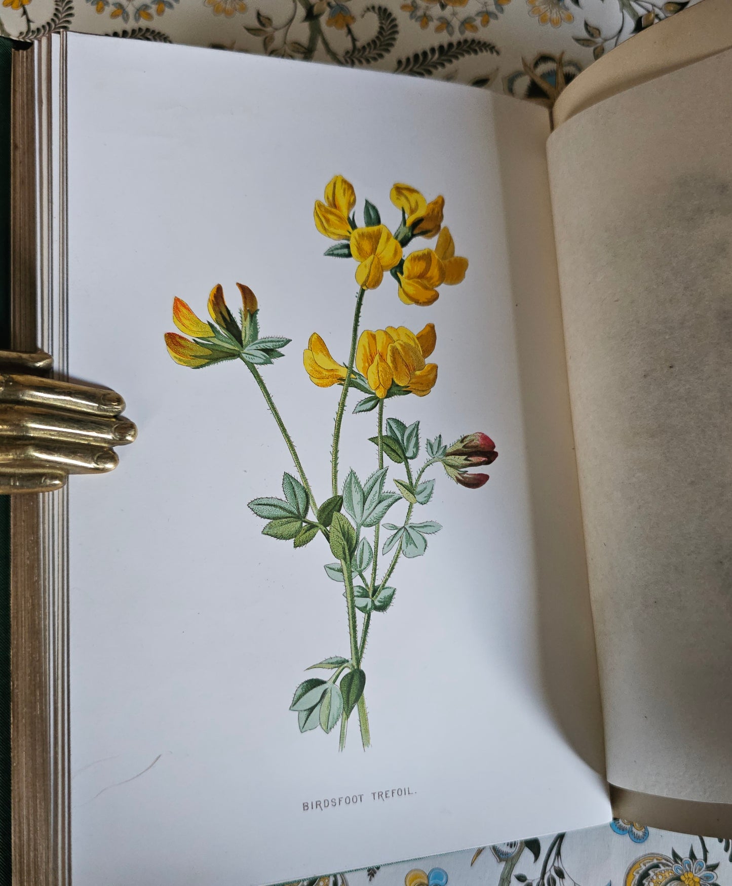 1883 Familiar Wild Flowers by Edward Hulme / Second Series / Richly Illustrated in Colour