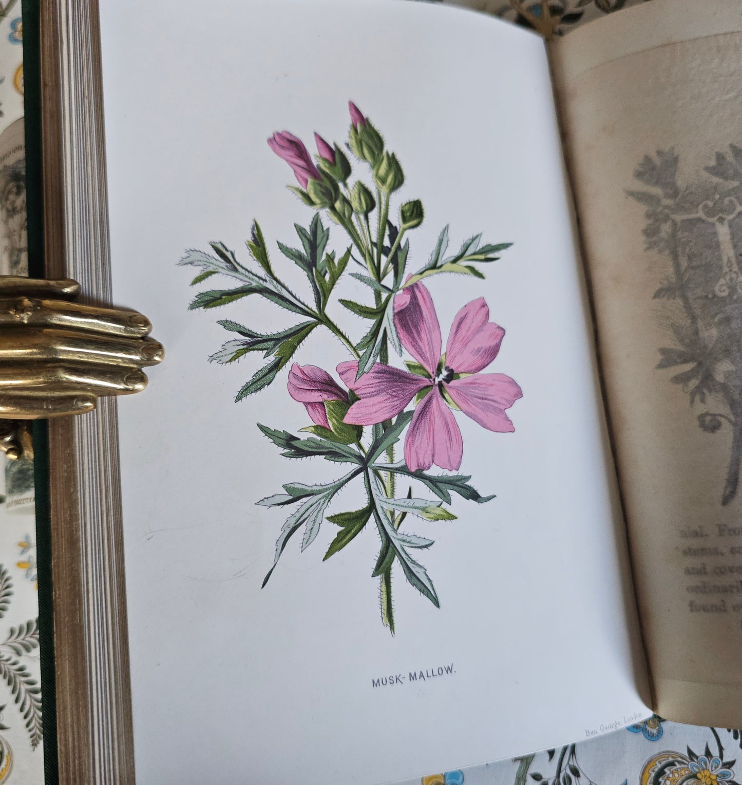1883 Familiar Wild Flowers by Edward Hulme / Second Series / Richly Illustrated in Colour