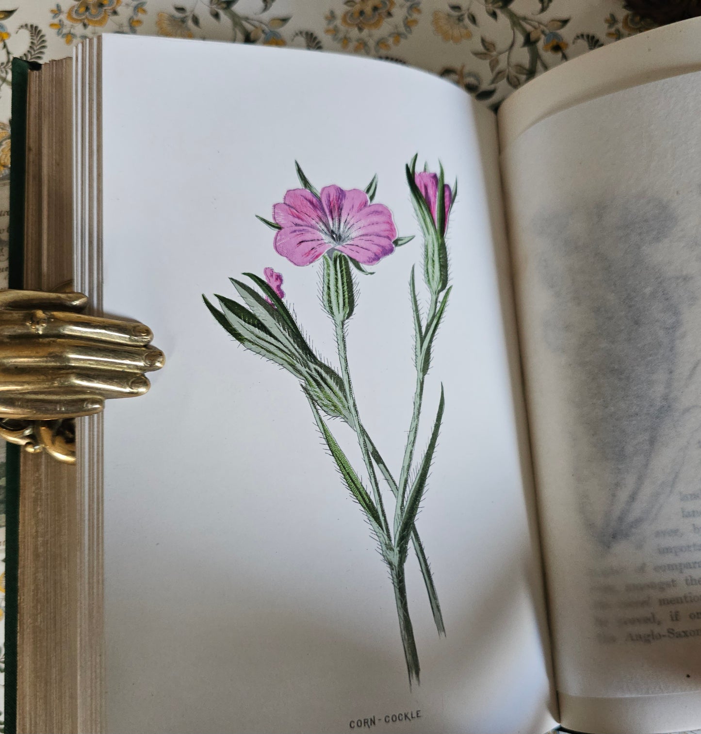 1883 Familiar Wild Flowers by Edward Hulme / Second Series / Richly Illustrated in Colour