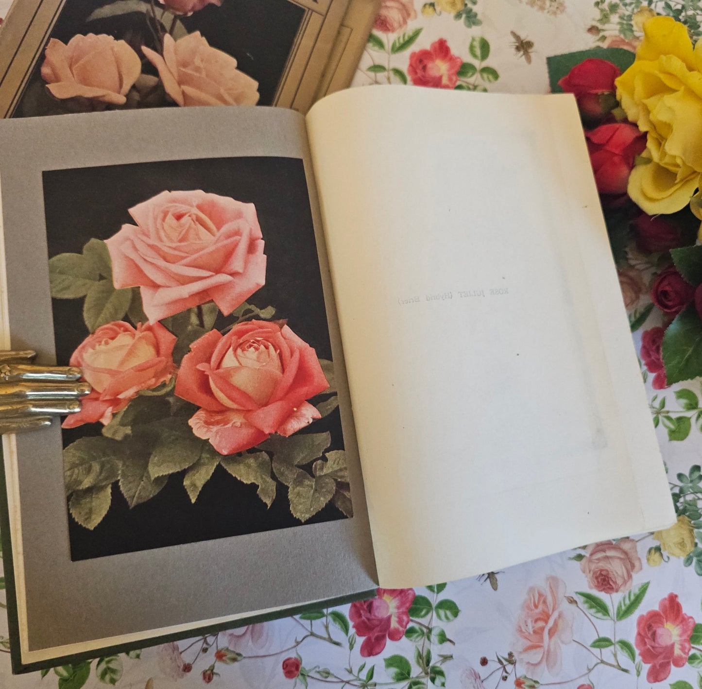 1926 The Rose Book by HH Thomas / Eight Colour Plates & Many BW