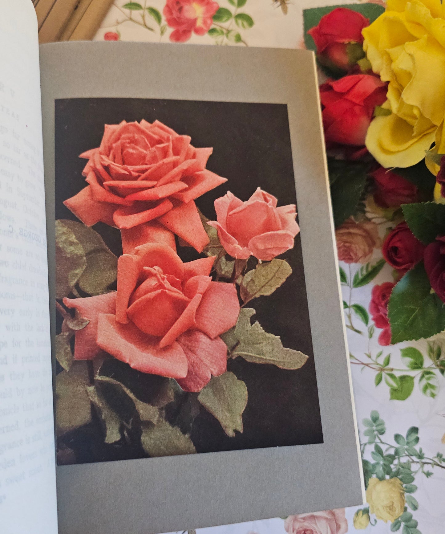 1926 The Rose Book by HH Thomas / Eight Colour Plates & Many BW