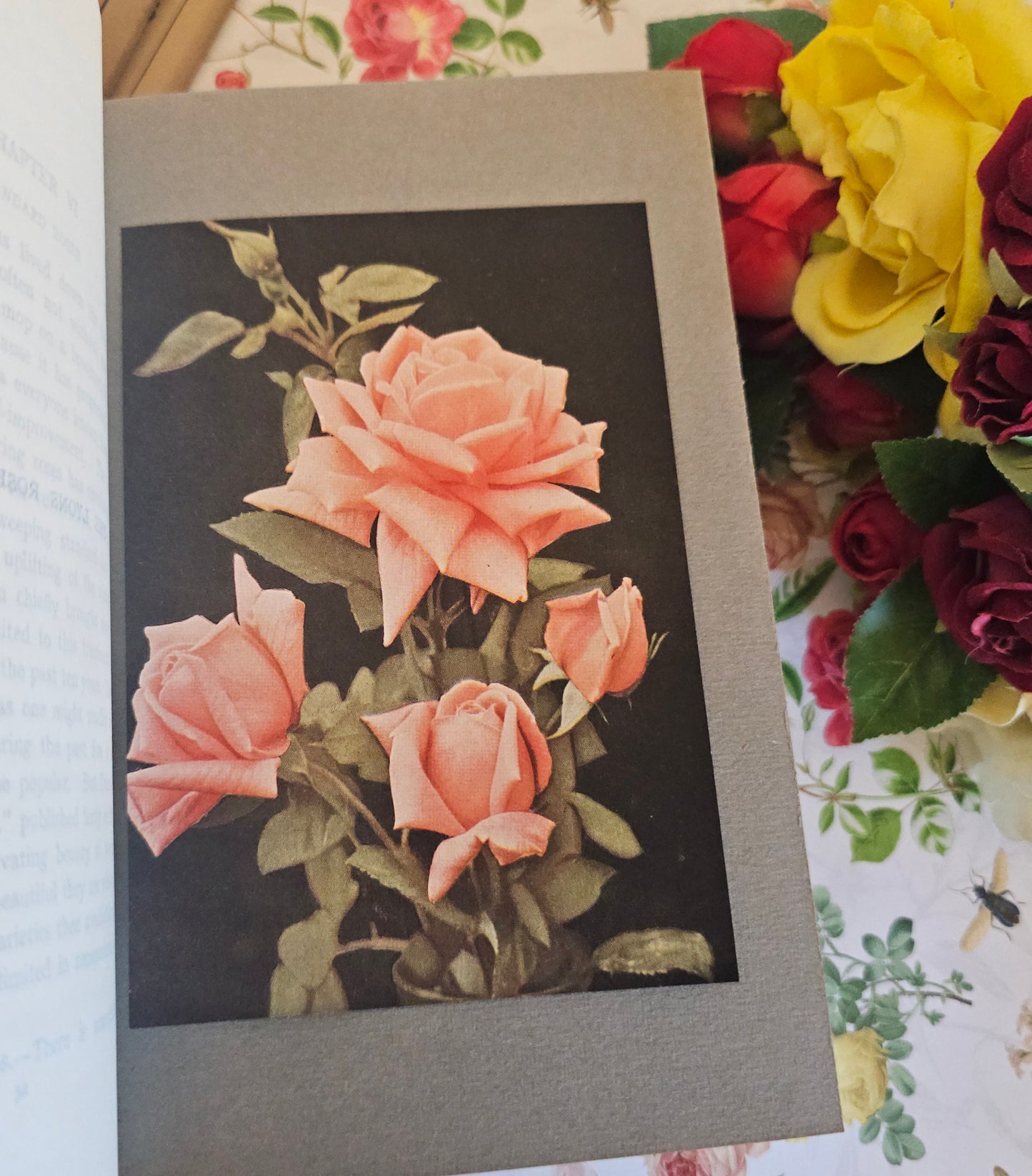1926 The Rose Book by HH Thomas / Eight Colour Plates & Many BW