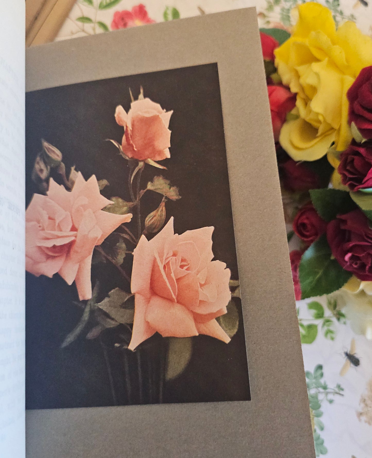 1926 The Rose Book by HH Thomas / Eight Colour Plates & Many BW