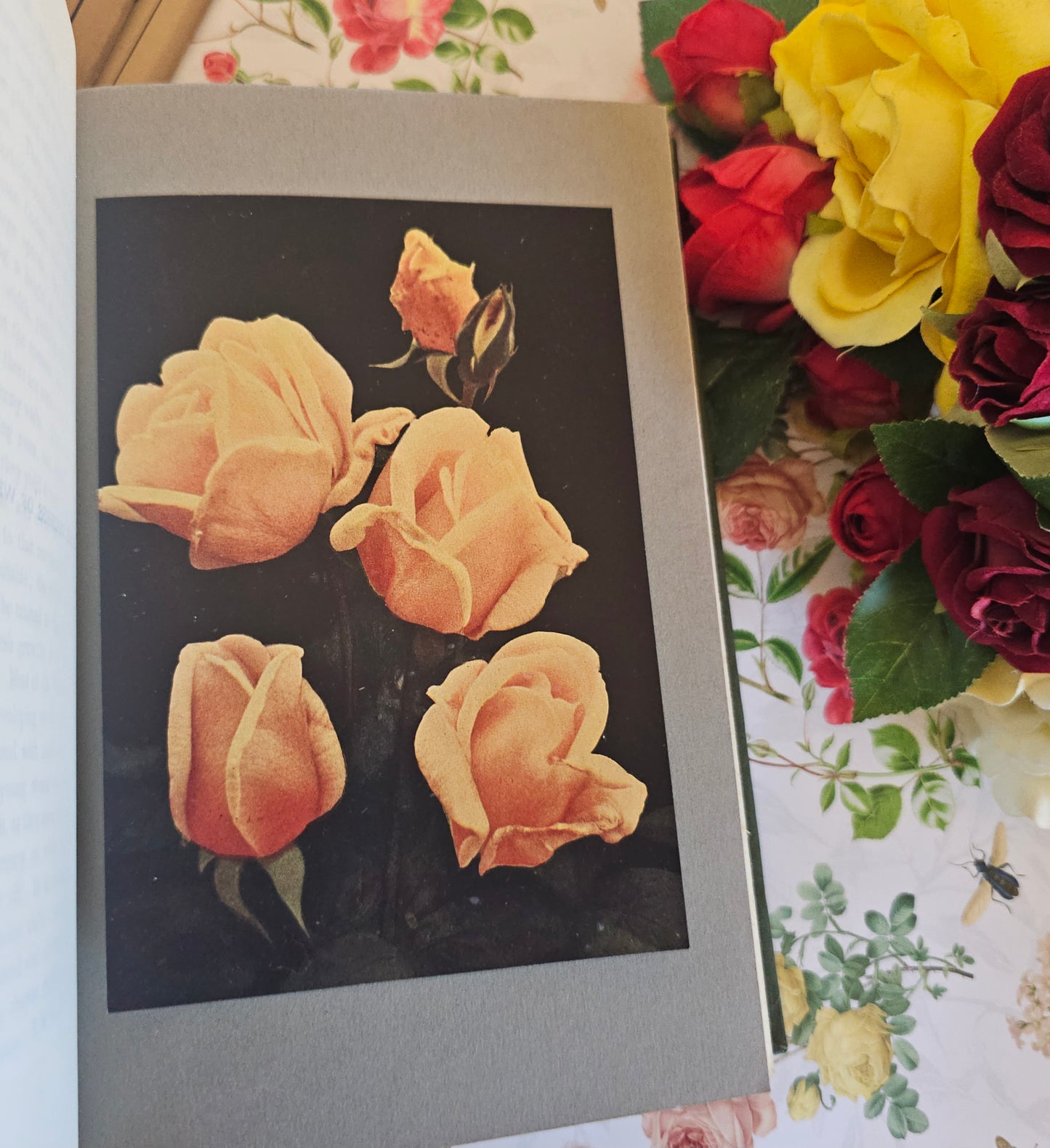 1926 The Rose Book by HH Thomas / Eight Colour Plates & Many BW