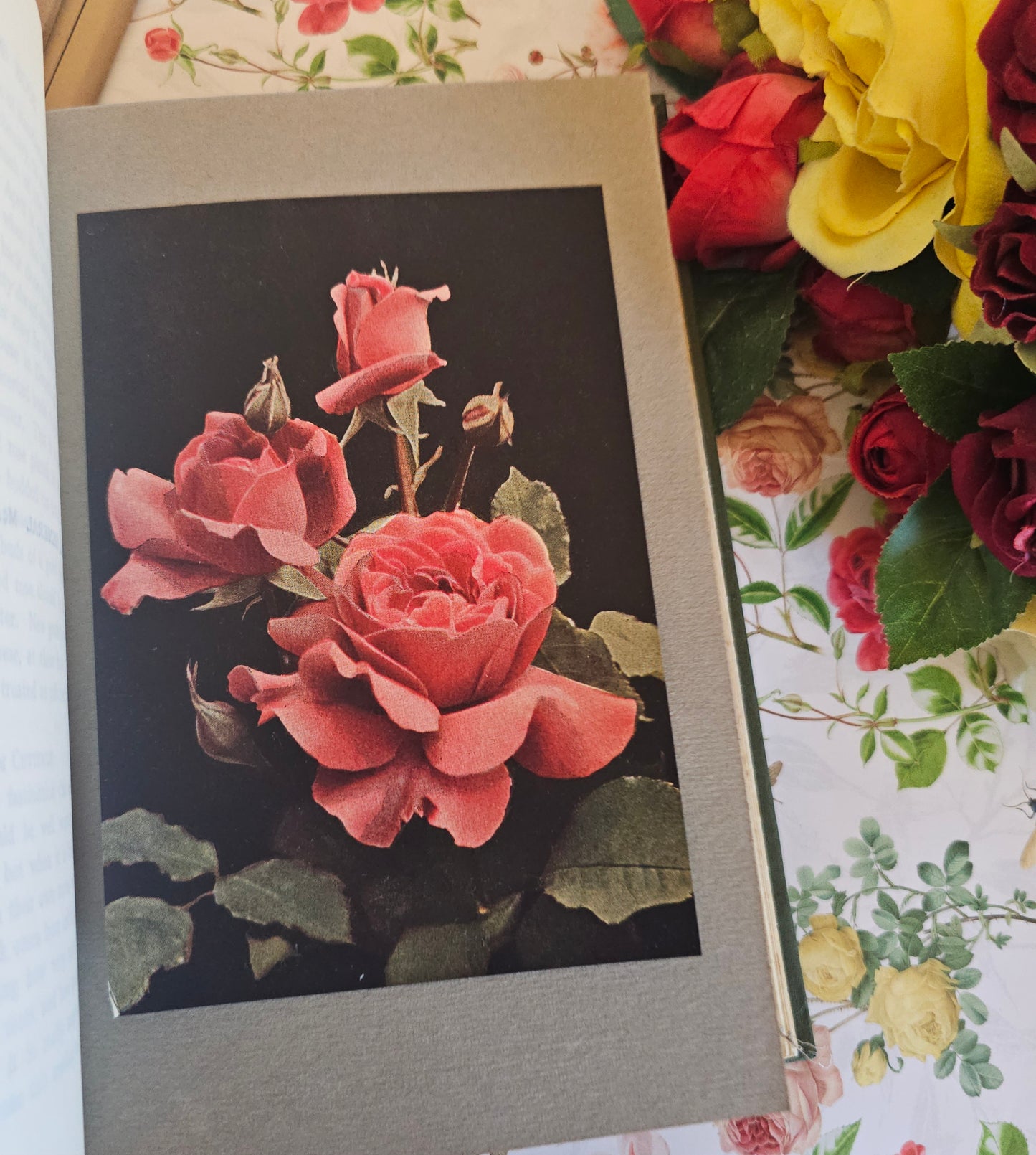 1926 The Rose Book by HH Thomas / Eight Colour Plates & Many BW