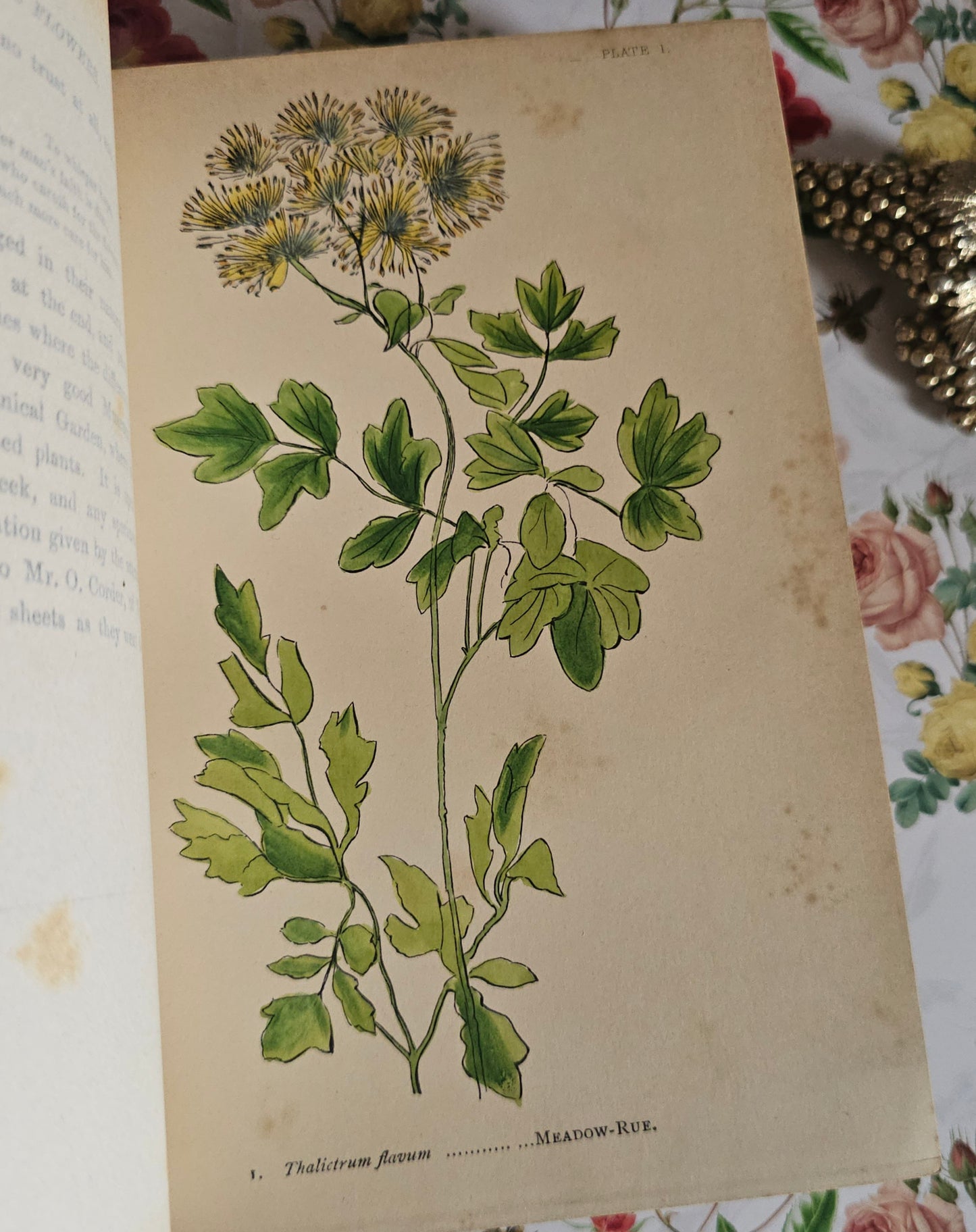 1887 My Hundred Swiss Flowers - Antique - Richly Illustrated