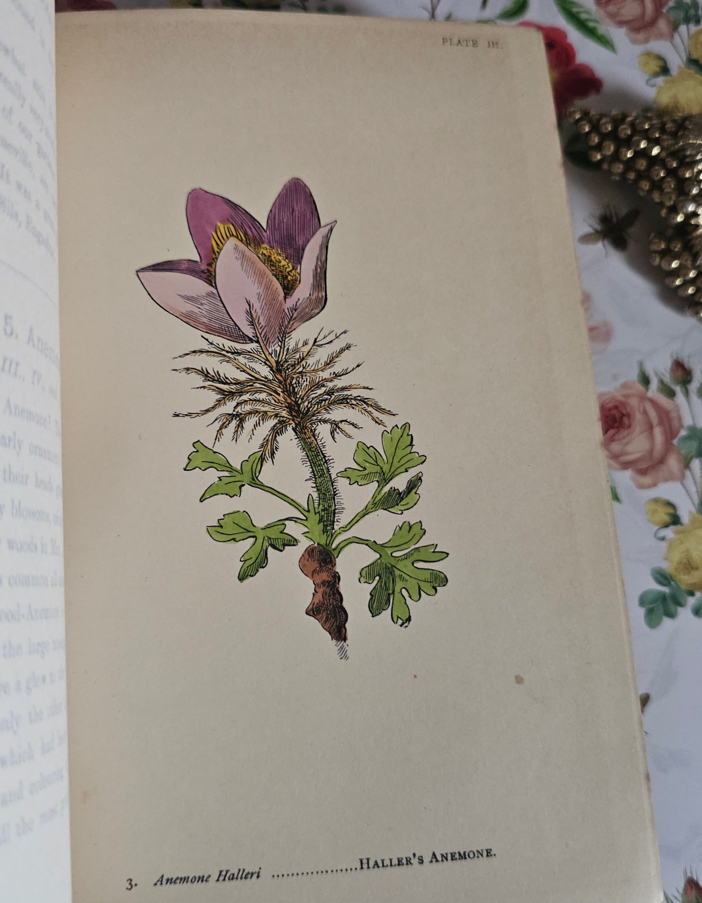 1887 My Hundred Swiss Flowers - Antique - Richly Illustrated