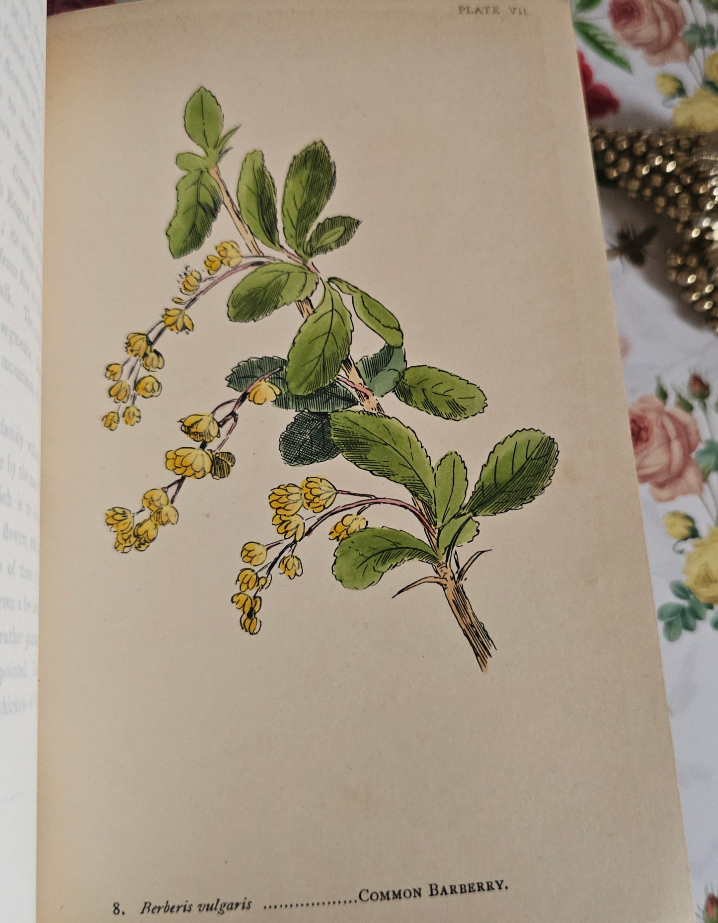 1887 My Hundred Swiss Flowers - Antique - Richly Illustrated