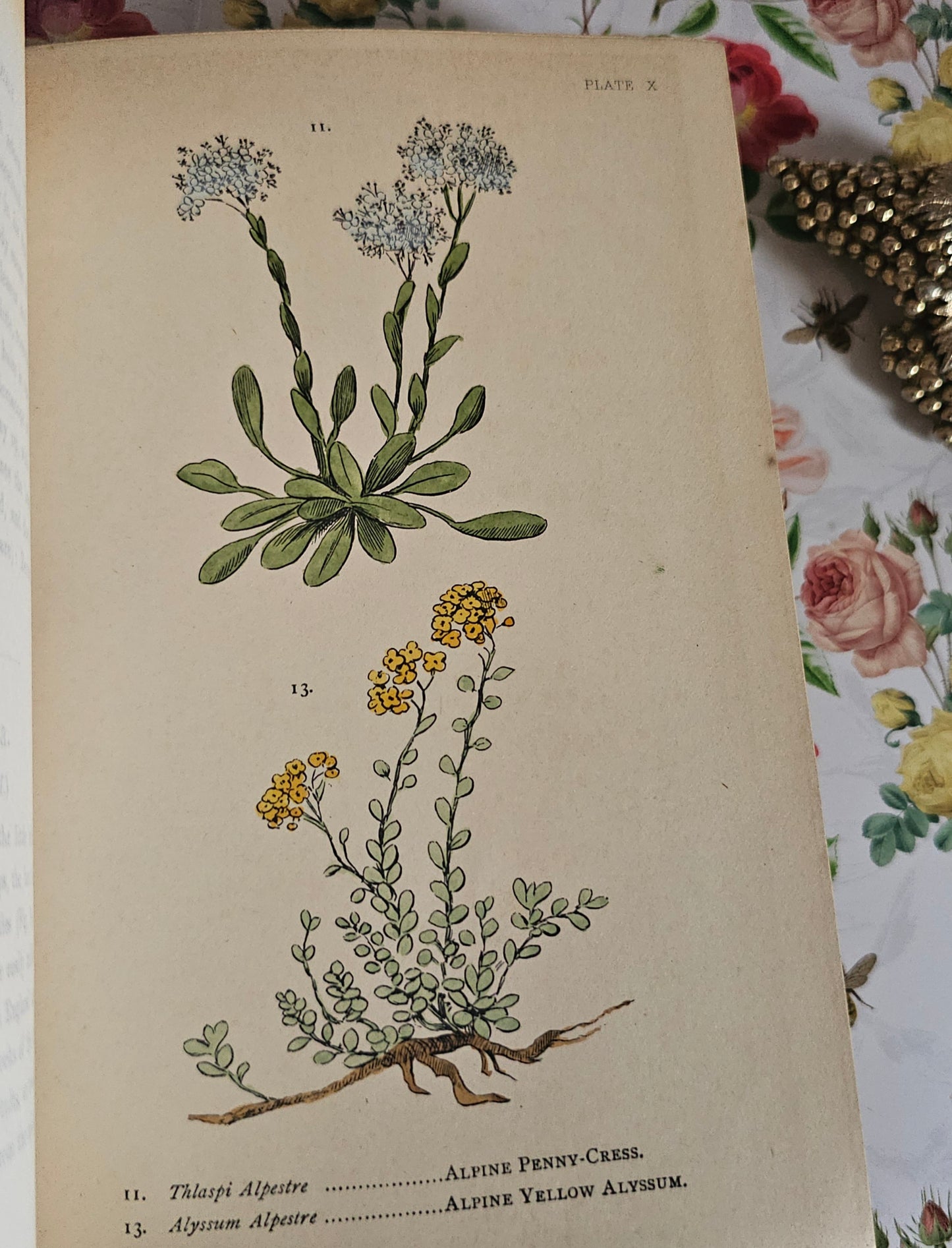 1887 My Hundred Swiss Flowers - Antique - Richly Illustrated