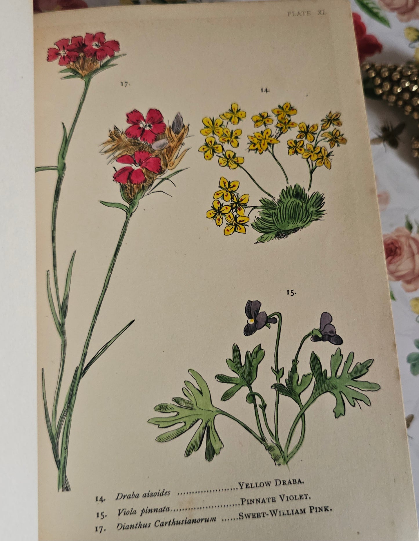 1887 My Hundred Swiss Flowers - Antique - Richly Illustrated