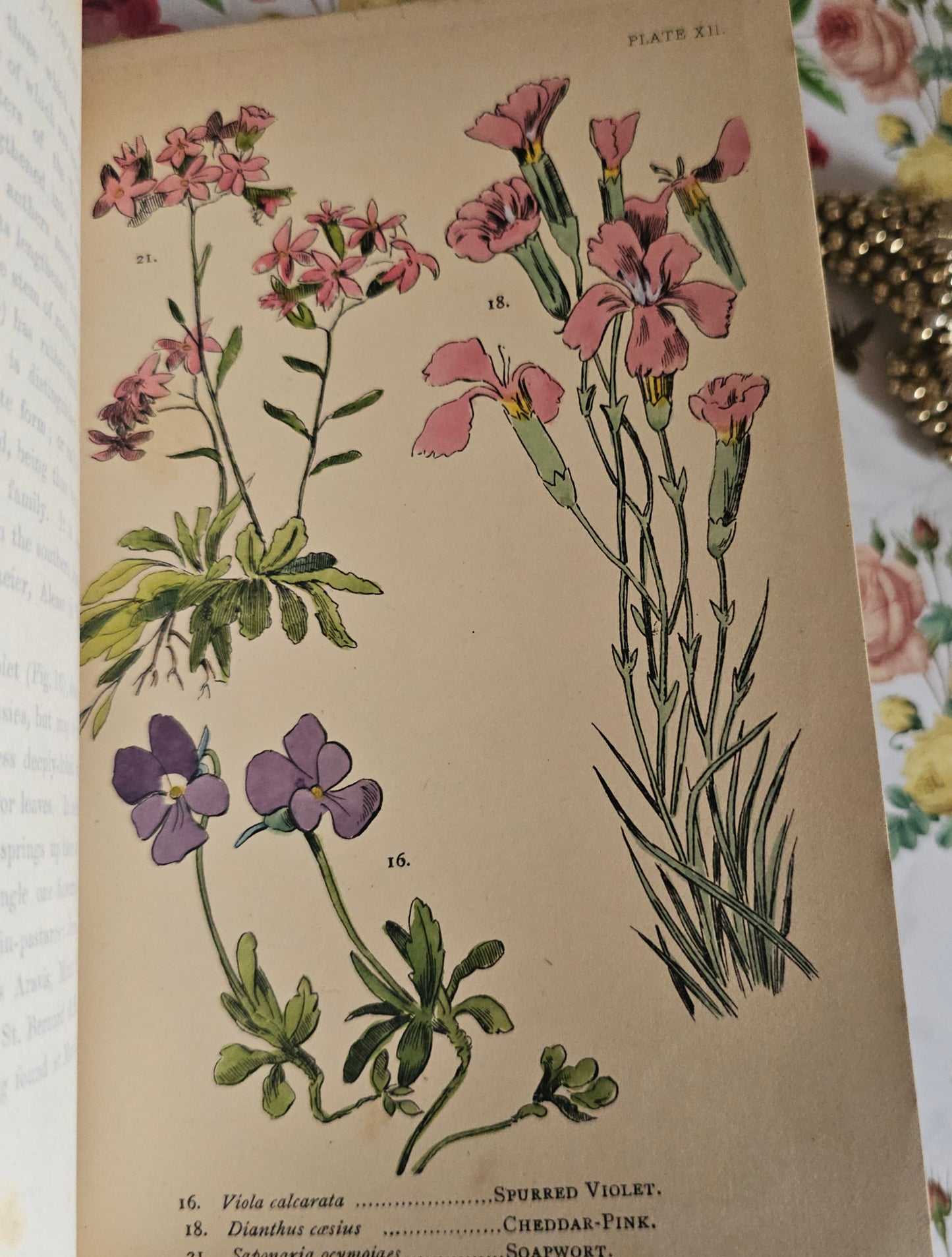 1887 My Hundred Swiss Flowers - Antique - Richly Illustrated