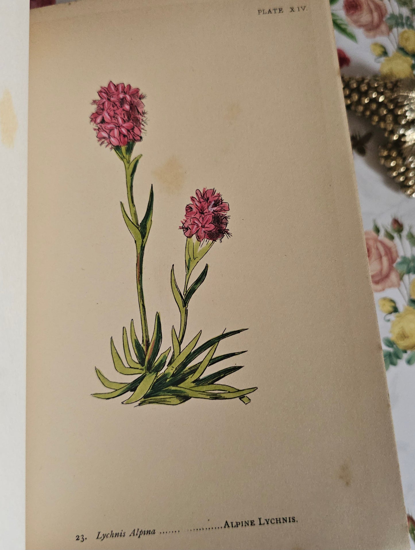 1887 My Hundred Swiss Flowers - Antique - Richly Illustrated