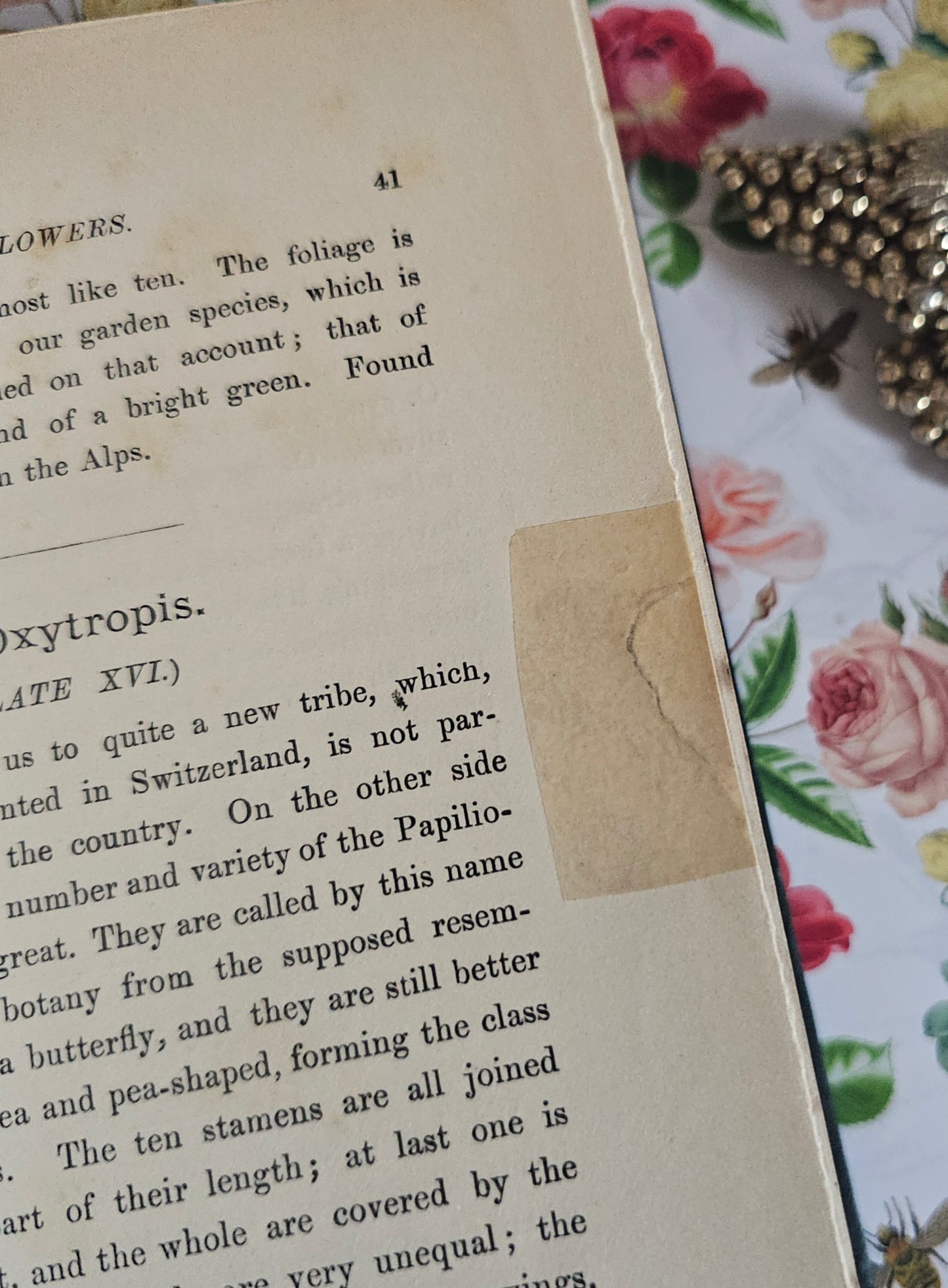 1887 My Hundred Swiss Flowers - Antique - Richly Illustrated