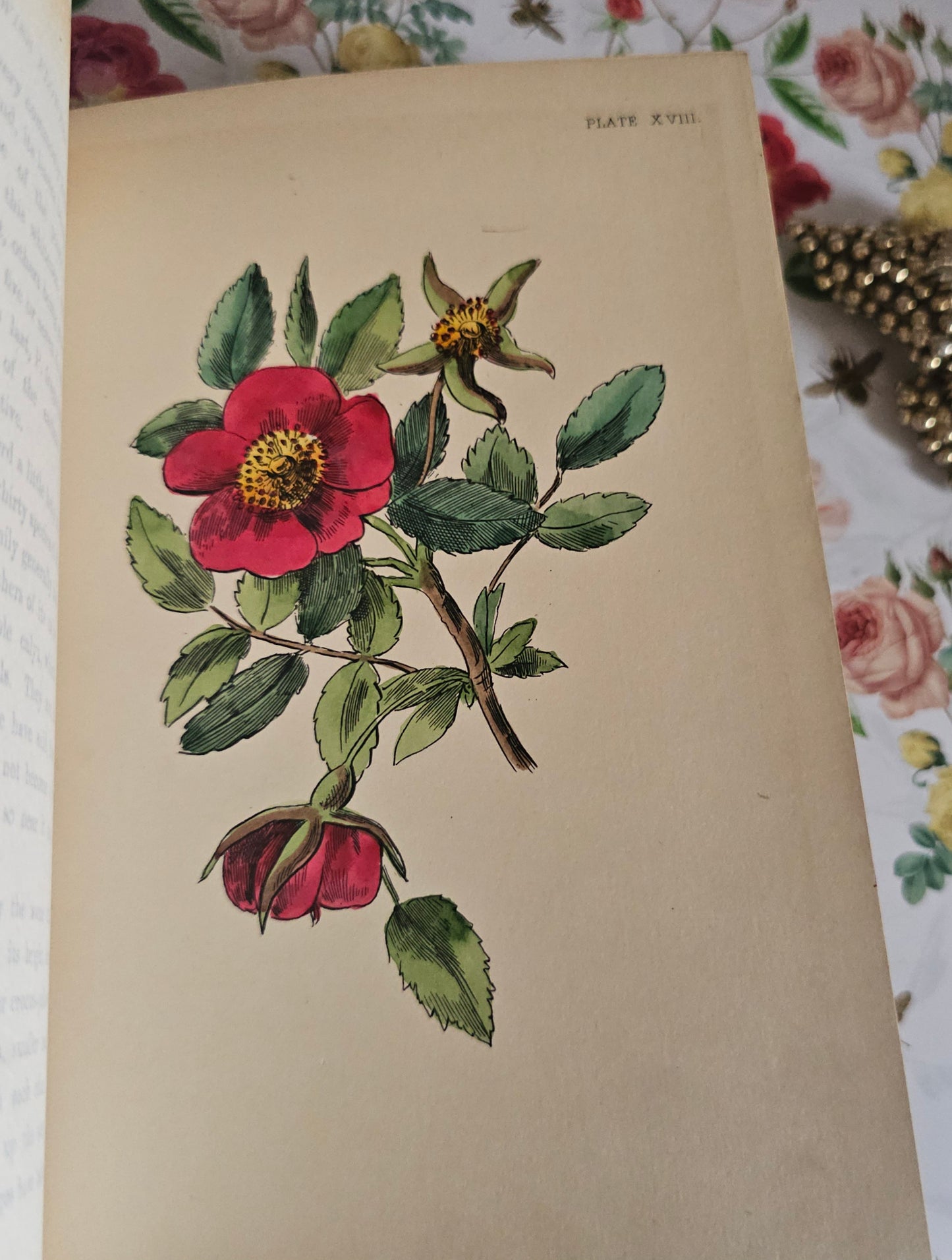 1887 My Hundred Swiss Flowers - Antique - Richly Illustrated