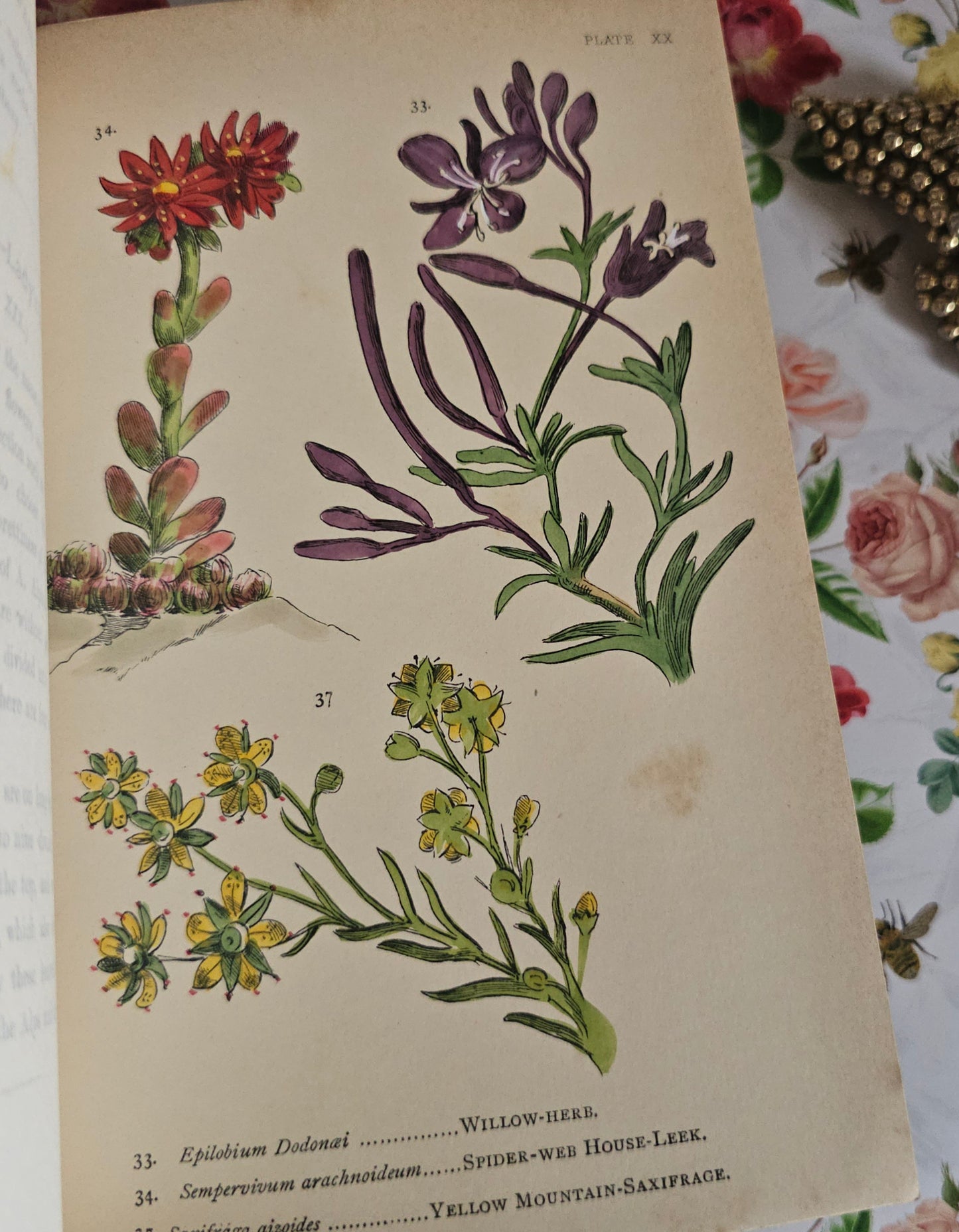 1887 My Hundred Swiss Flowers - Antique - Richly Illustrated