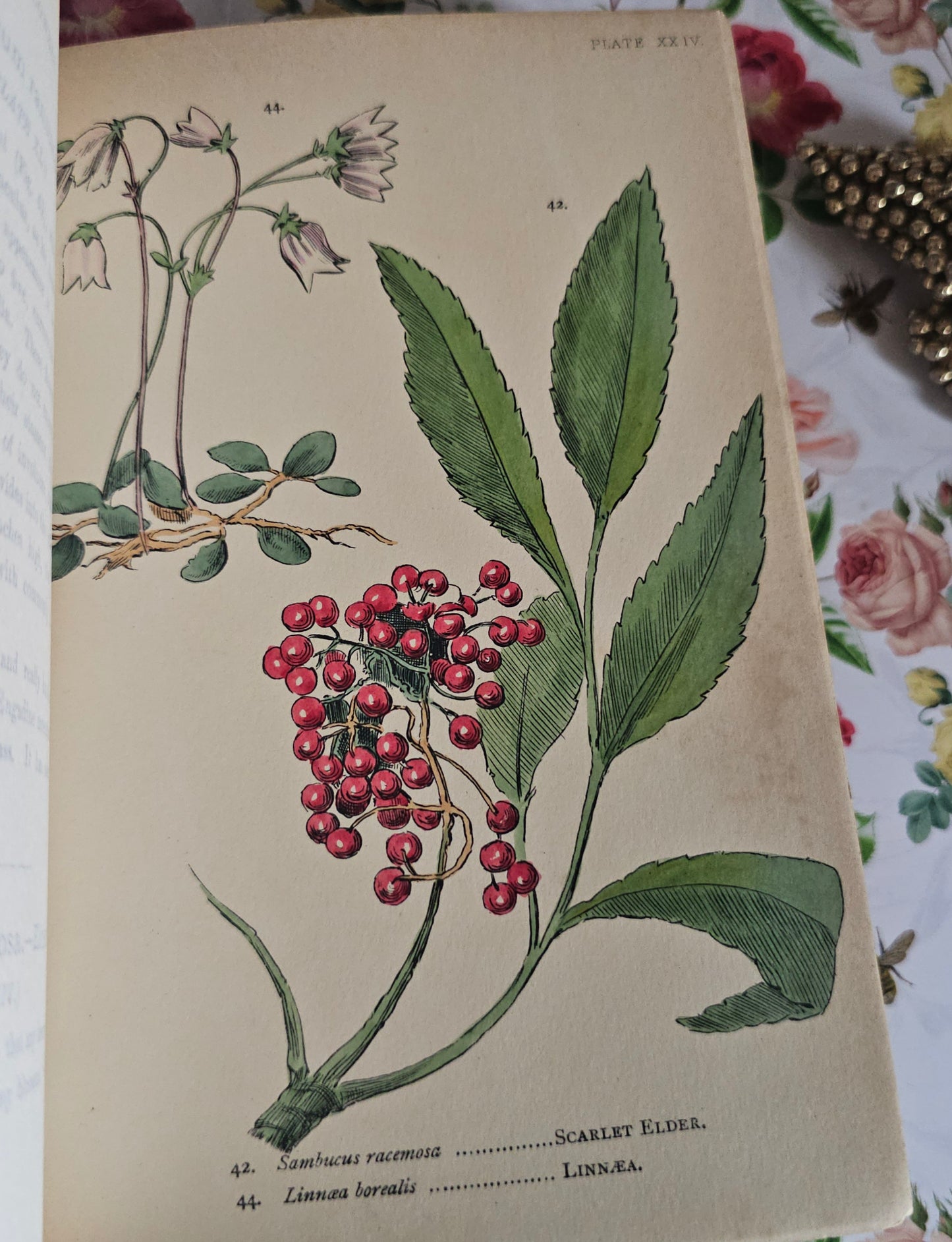 1887 My Hundred Swiss Flowers - Antique - Richly Illustrated